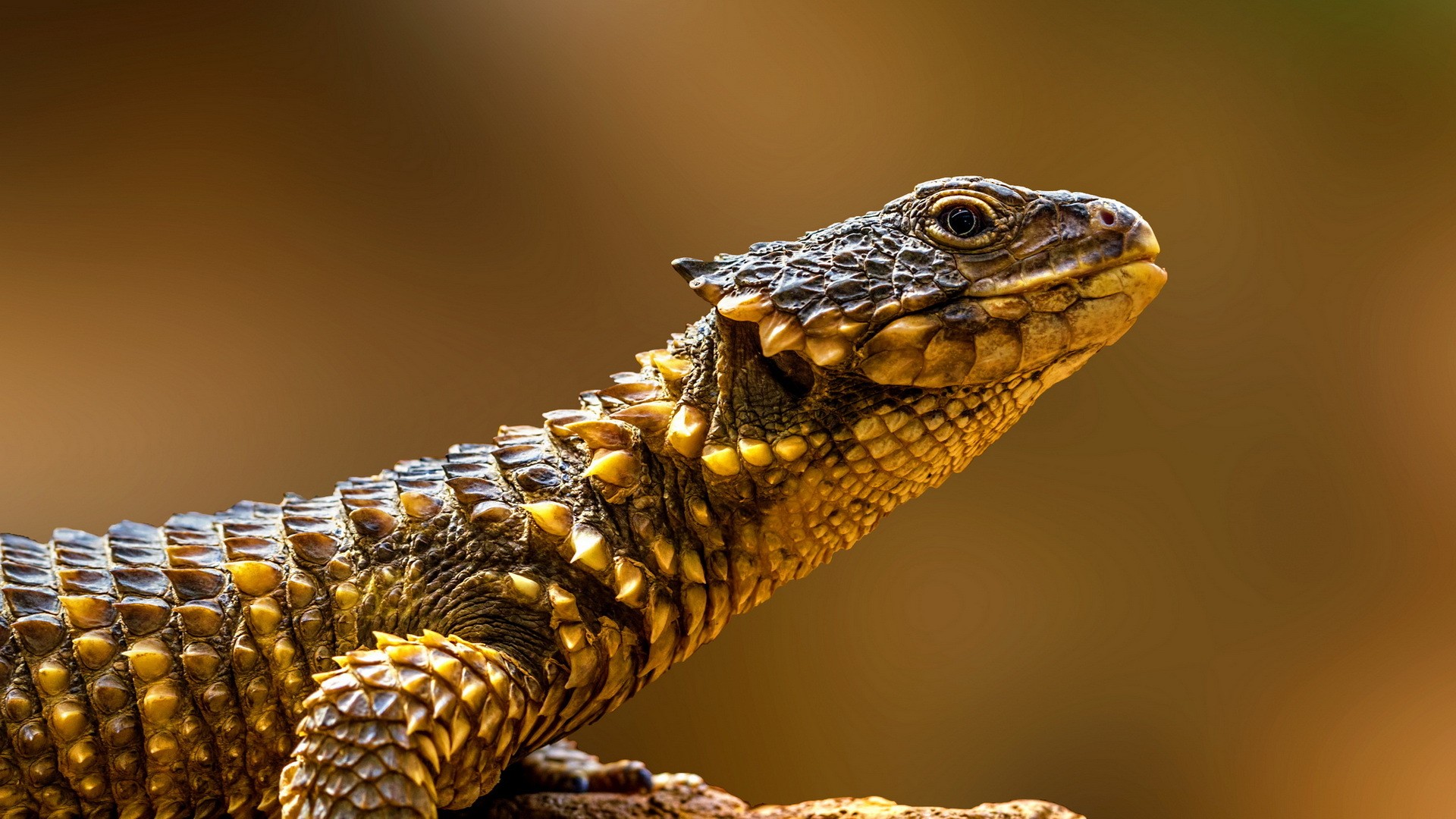 Armored Lizard with Spikes HD Wallpaper