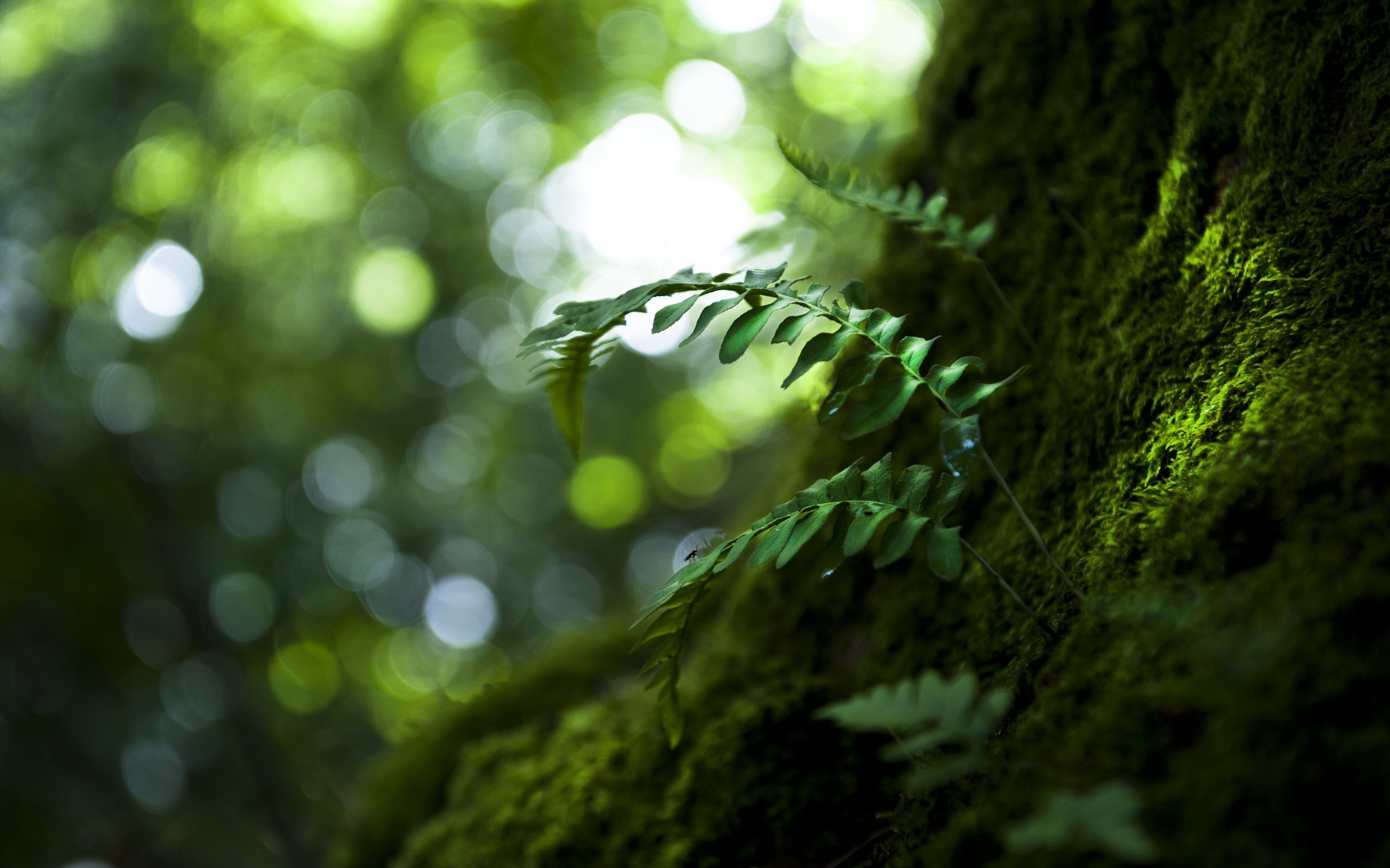 Ferns on a moss-covered tree trunk with bokeh background HD Wallpaper
