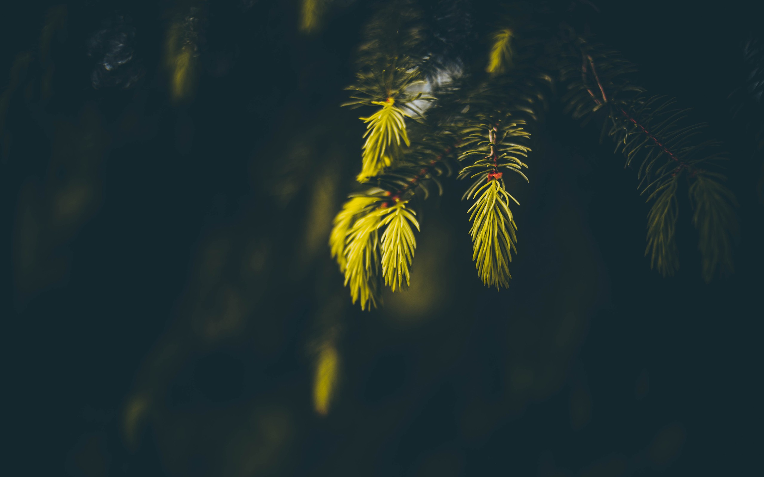 Close-up of spruce branches with yellow needles HD Wallpaper