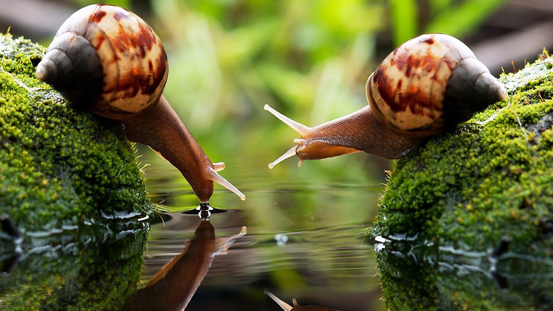 Two snails drinking water from a mossy surface HD Wallpaper