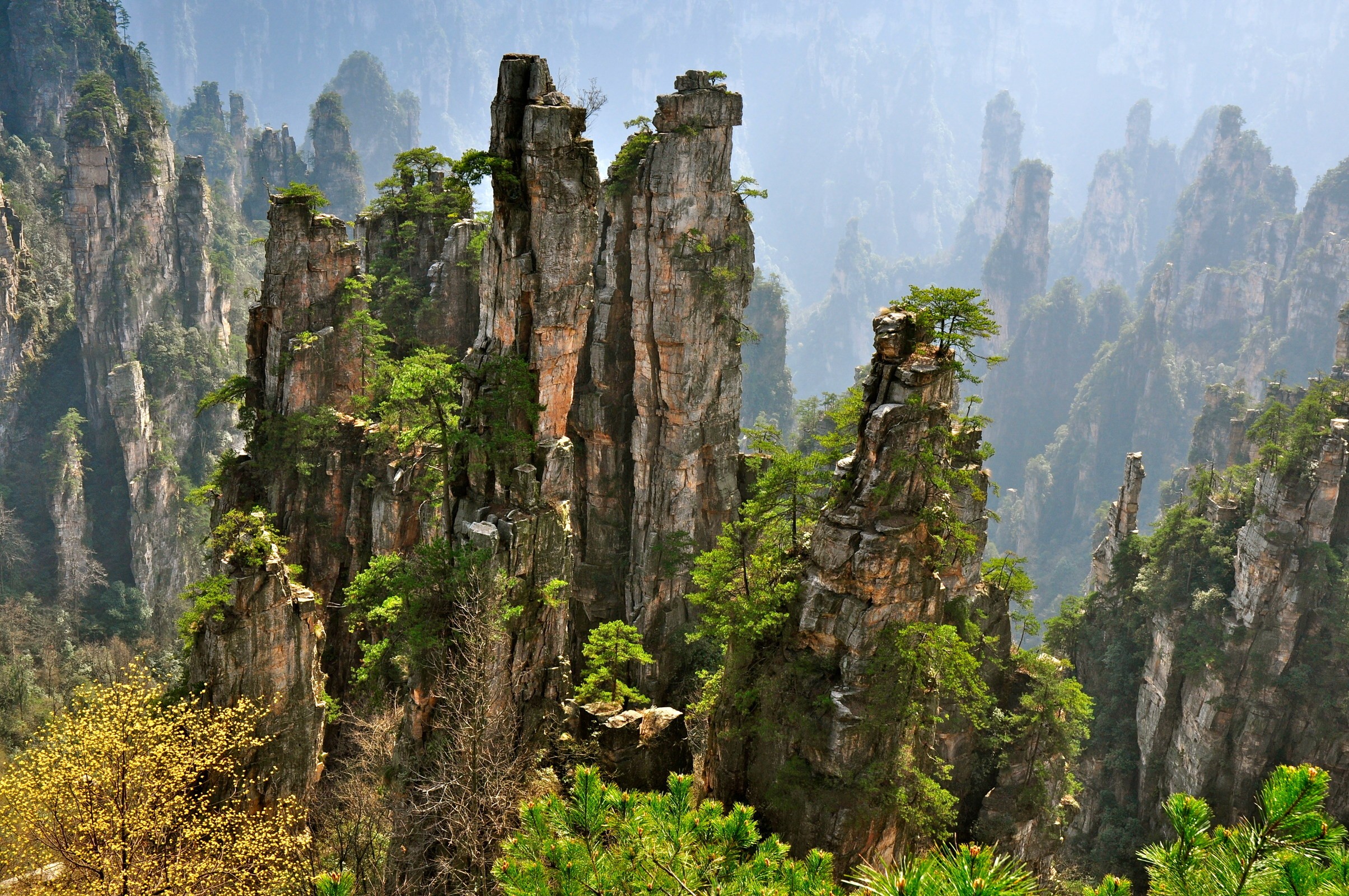 Towering sandstone pillars with trees in Zhangjiajie National Forest Park HD Wallpaper