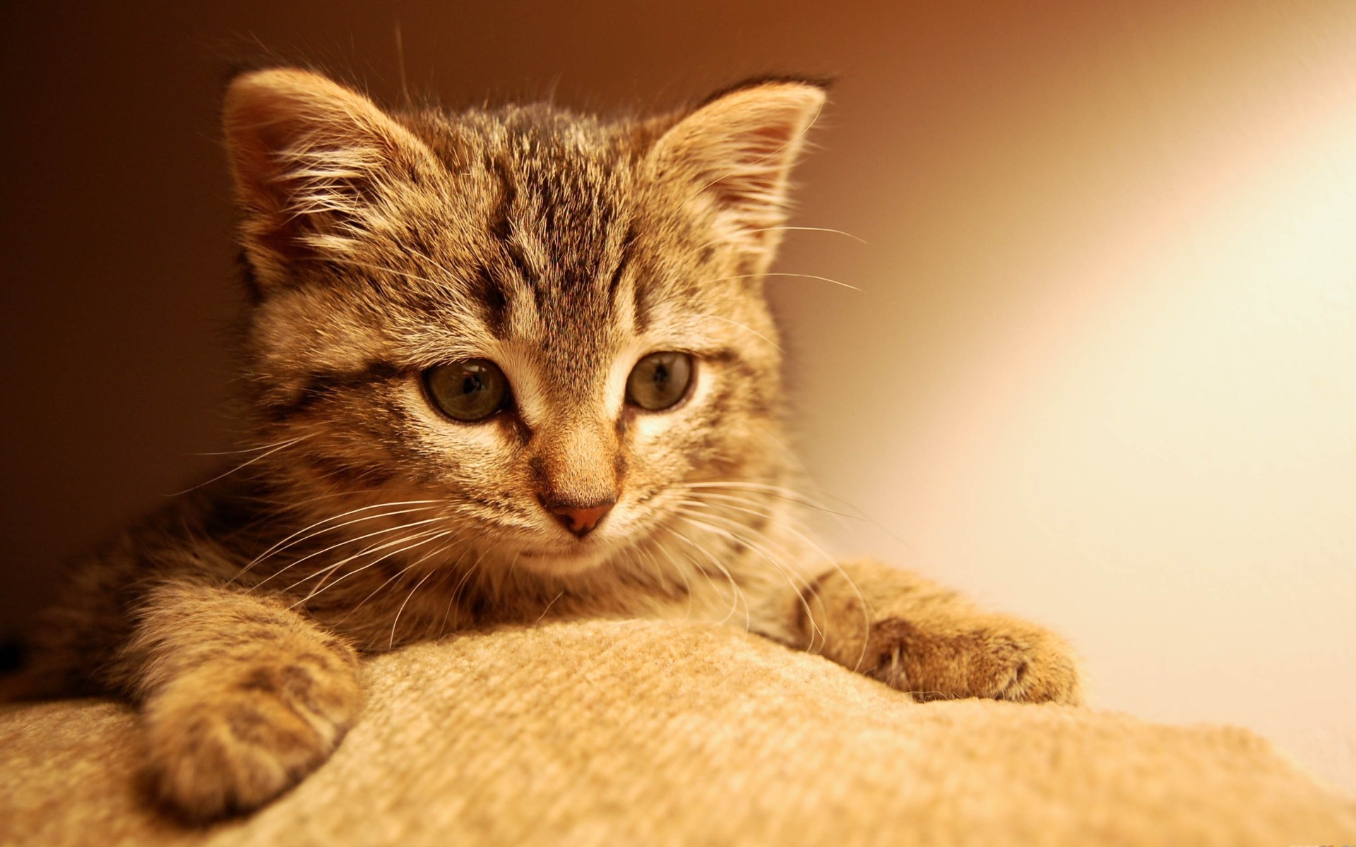 A tabby kitten rests on a textured surface HD Wallpaper