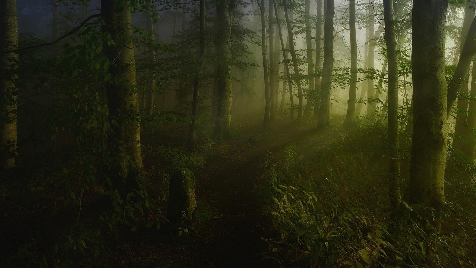 A misty path through a green forest with trees HD Wallpaper