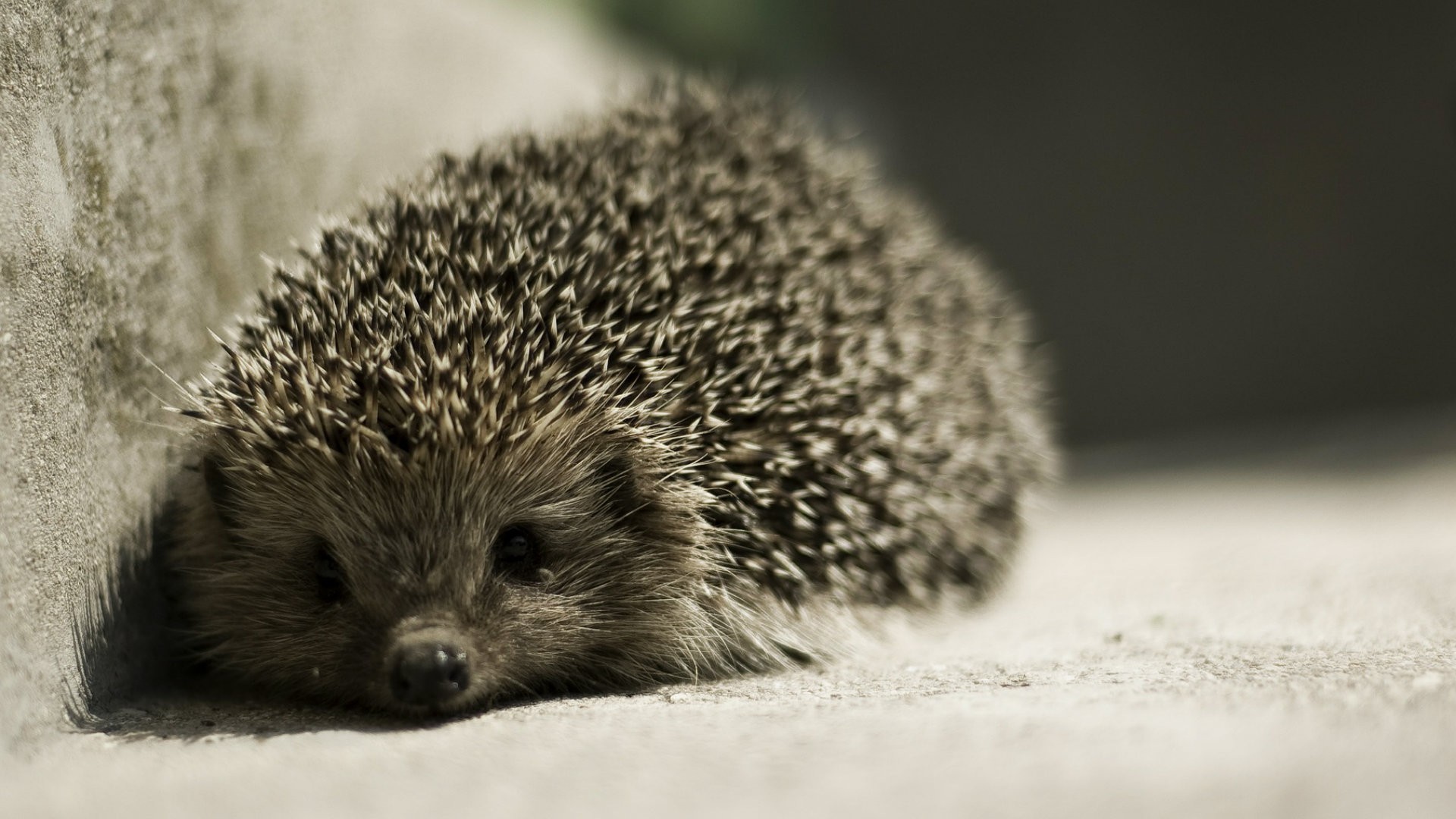 A hedgehog rests near a concrete wall HD Wallpaper