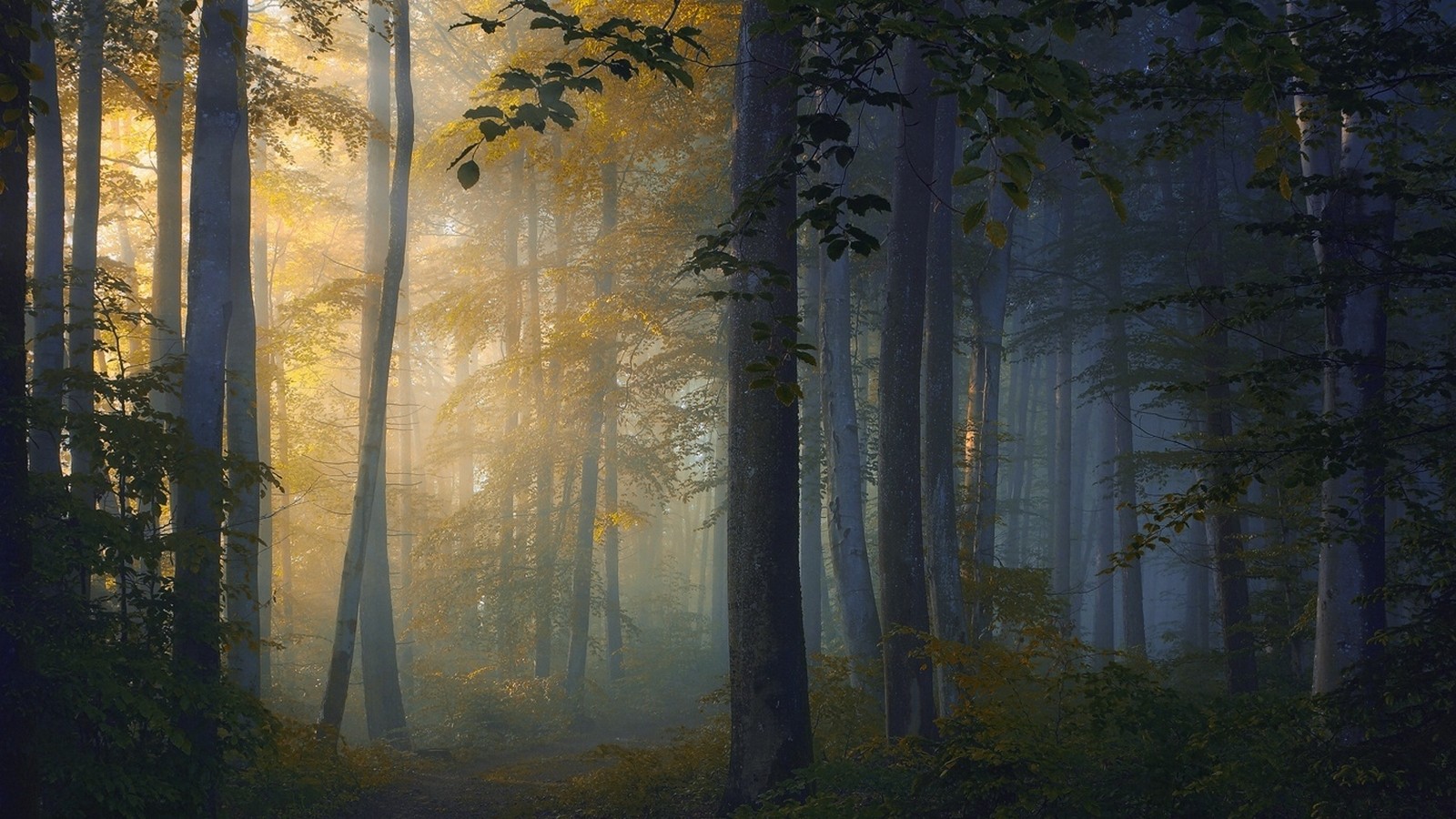 Sunlight filtering through a misty forest with a path HD Wallpaper