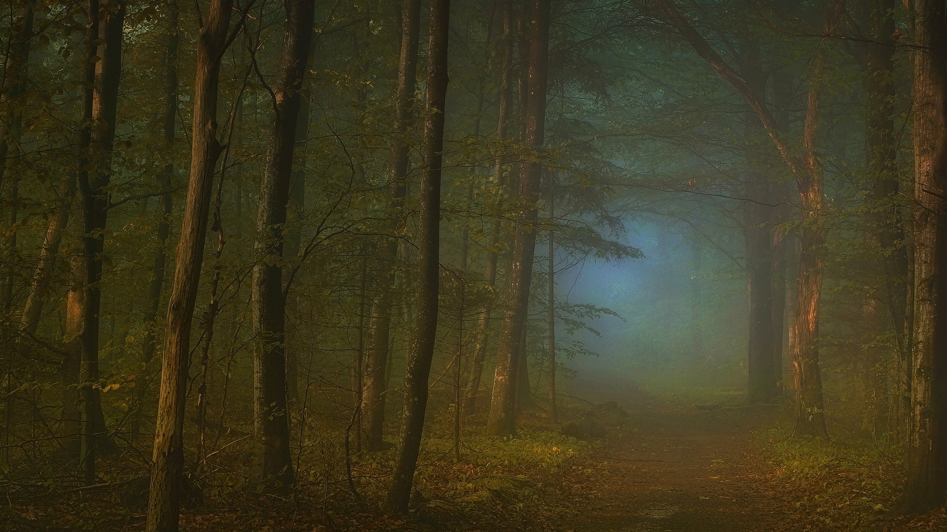 A misty path through a dense forest HD Wallpaper