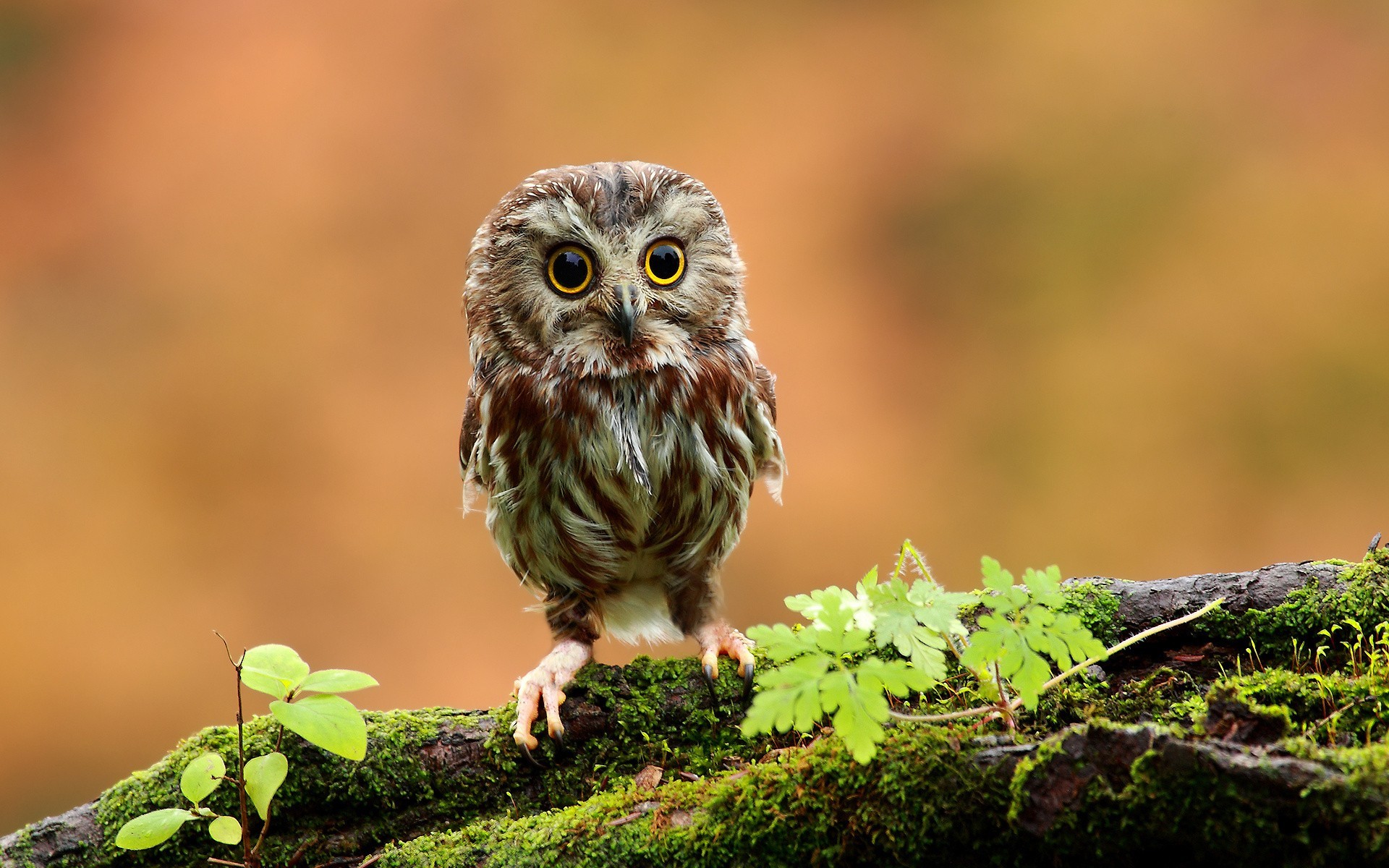 Small owl perched on a mossy branch HD Wallpaper