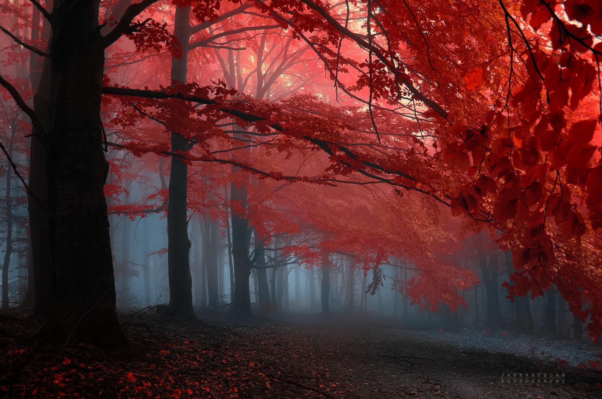Red forest in autumn with fog HD Wallpaper