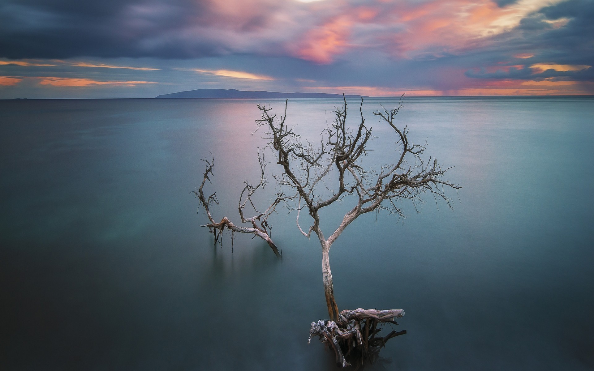 Dead trees in the ocean at sunset HD Wallpaper