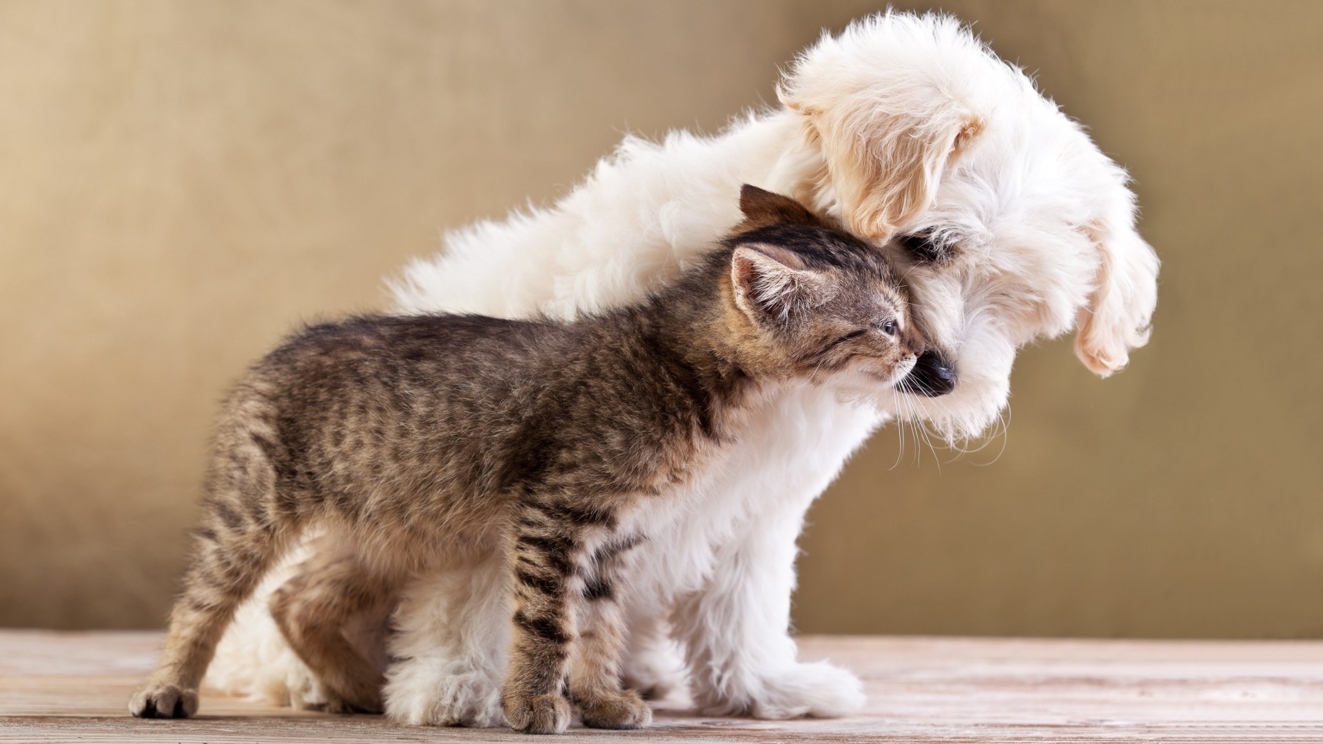 Kitten and puppy cuddling together HD Wallpaper