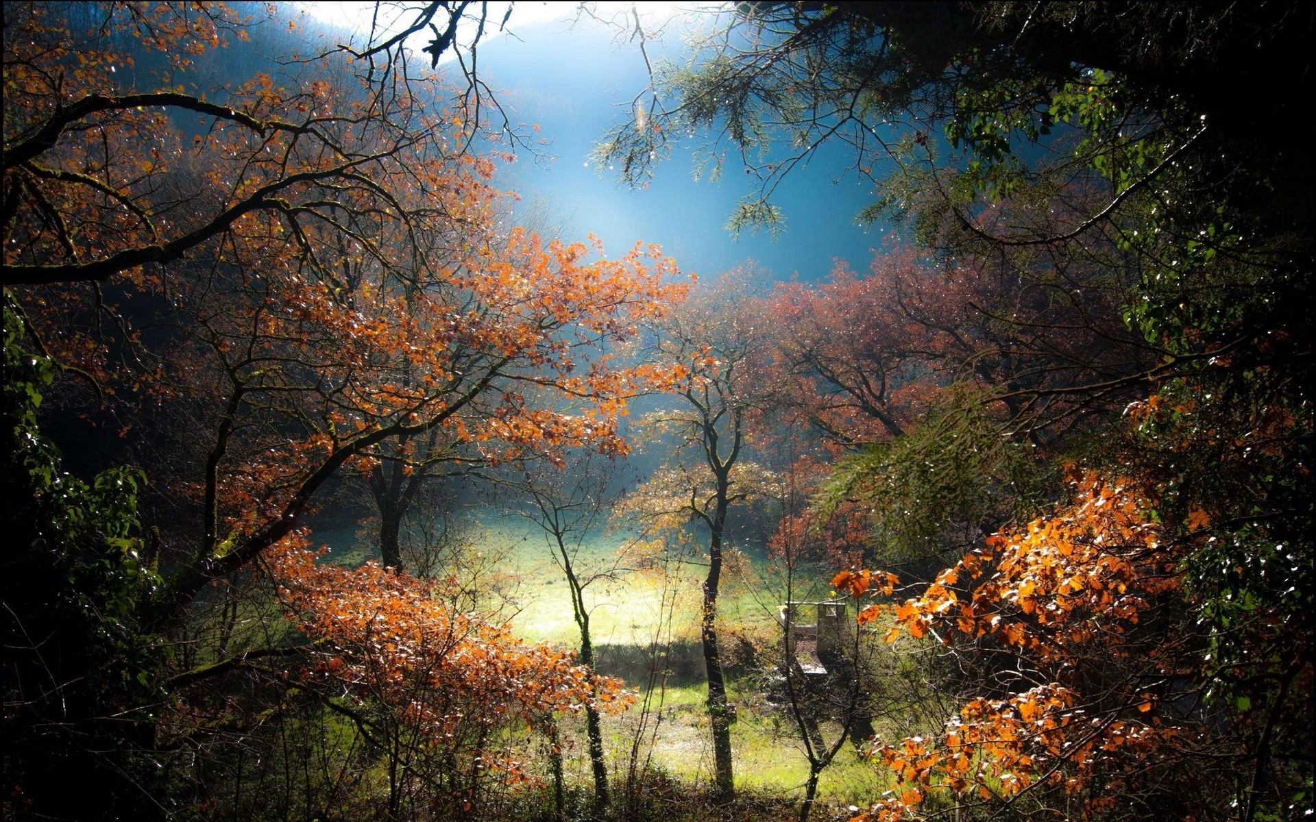 Autumn forest with mist and sunlight HD Wallpaper