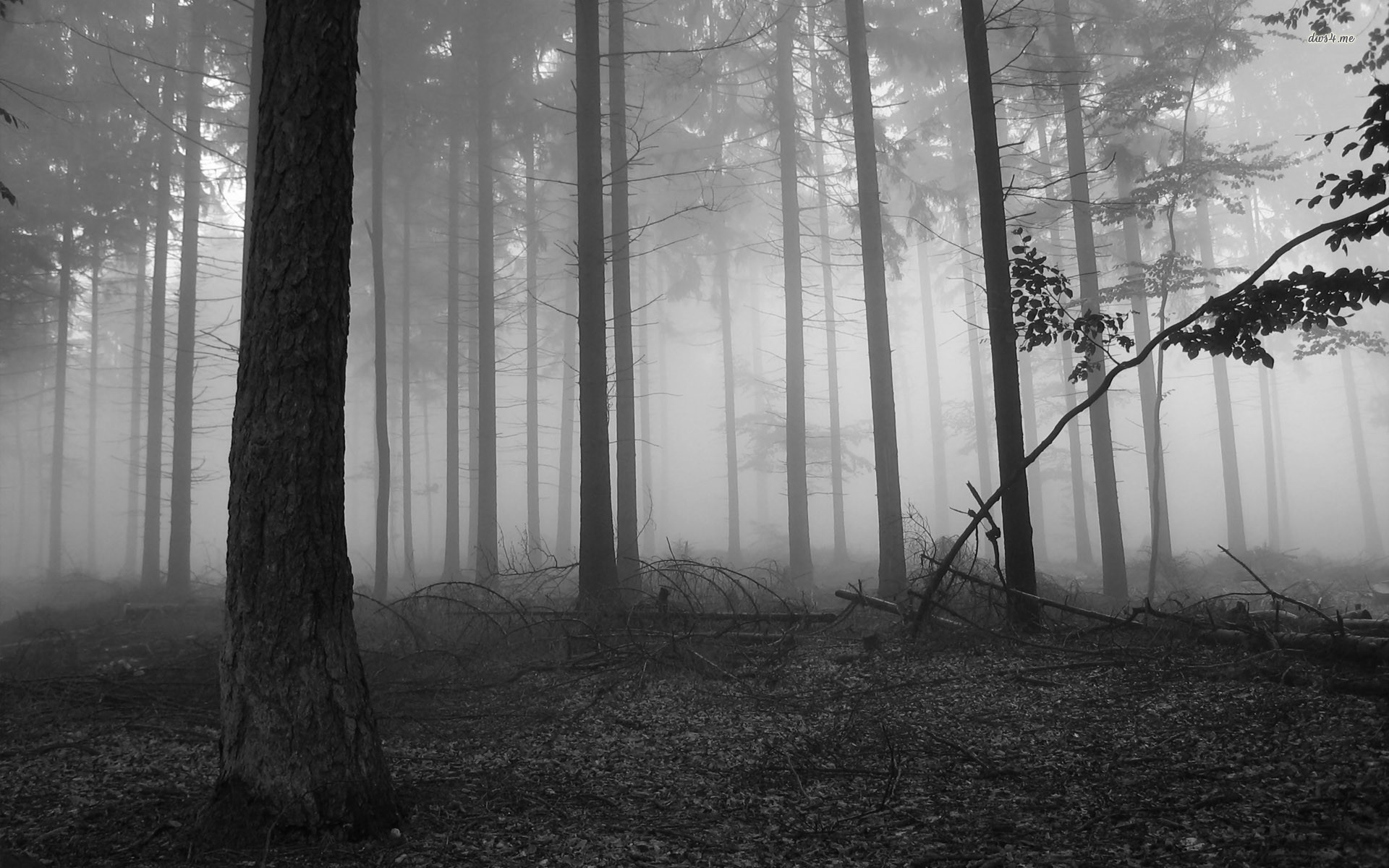 Monochrome forest with mist and fallen branches HD Wallpaper