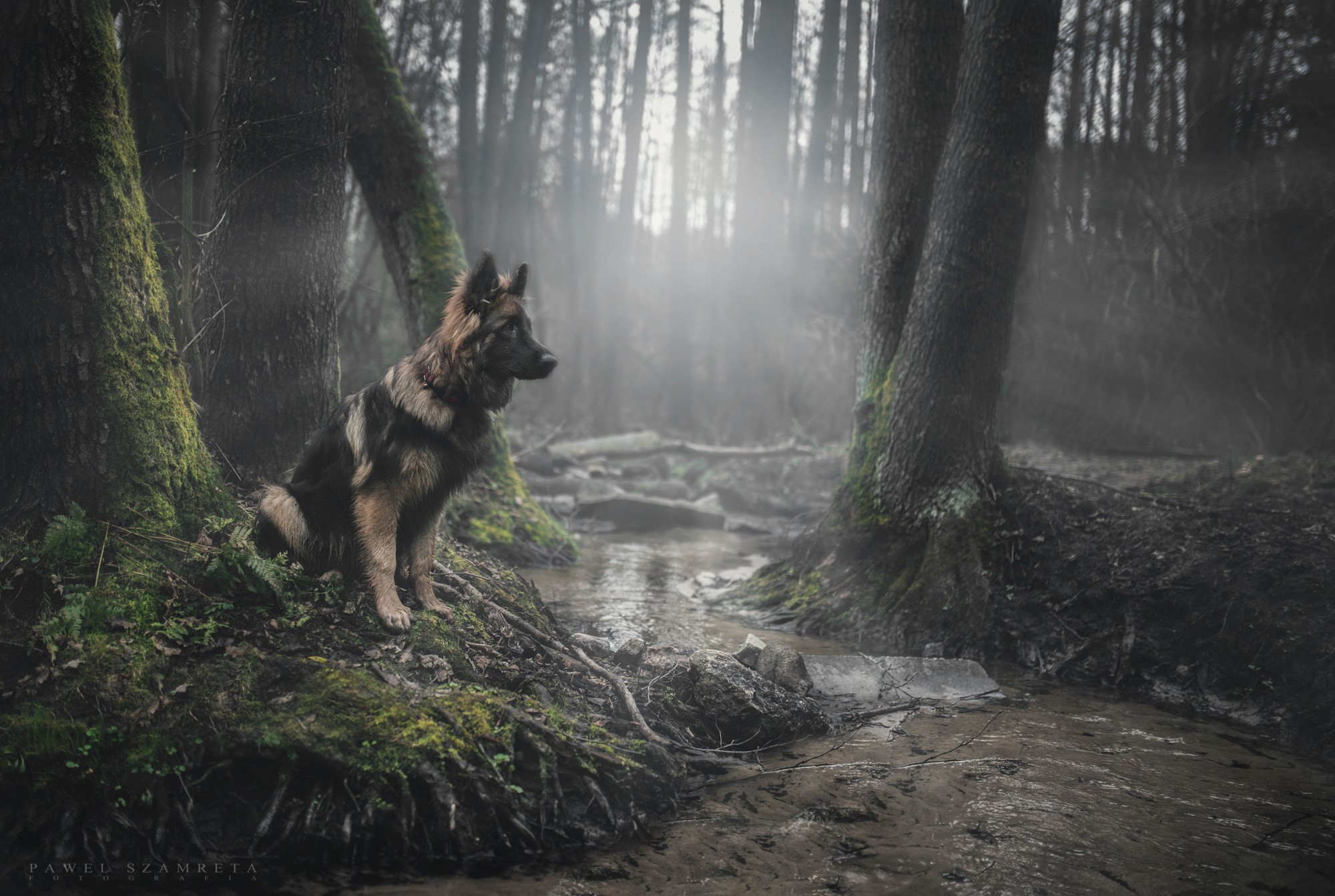 German Shepherd sitting by a stream in a misty forest HD Wallpaper