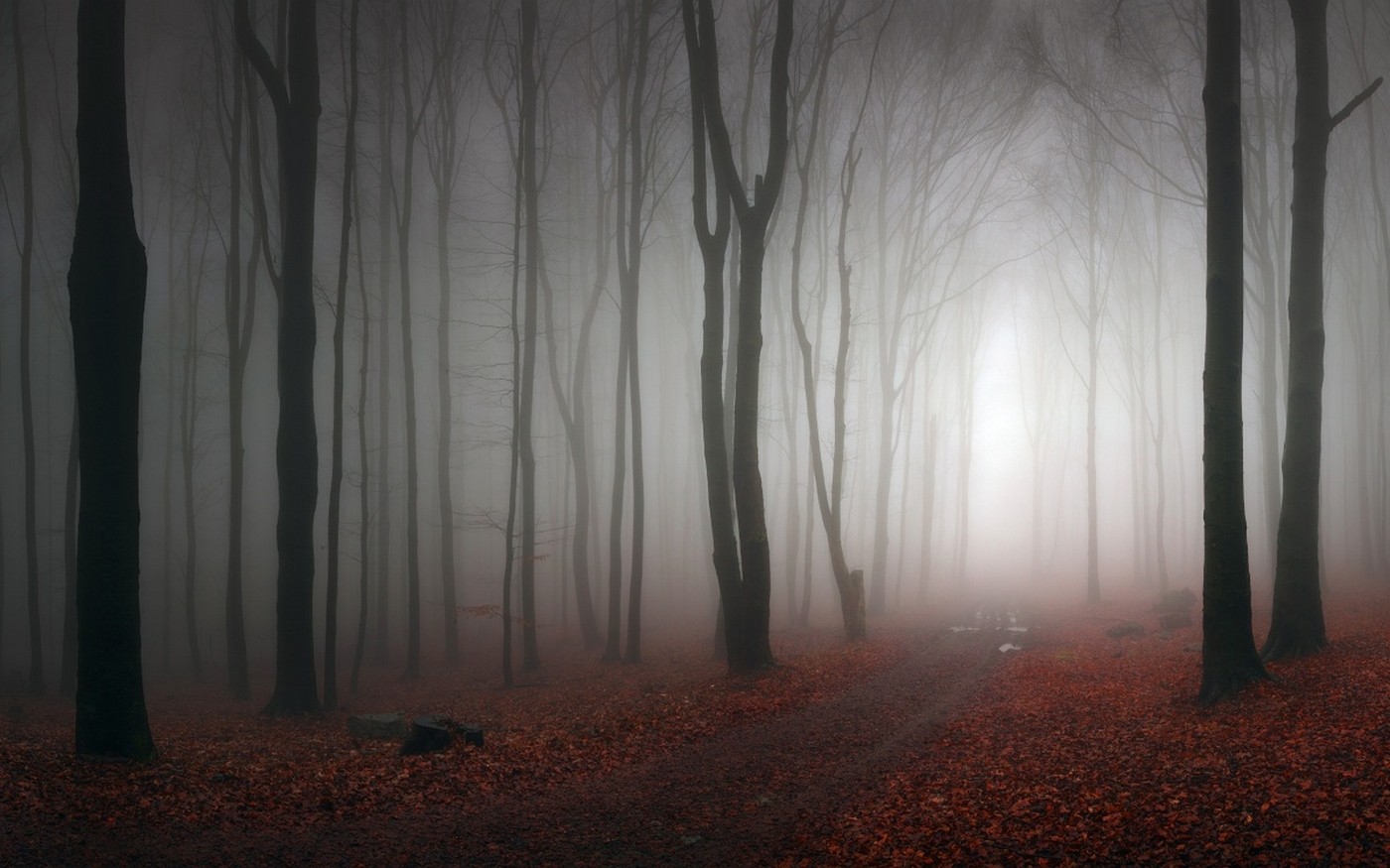 Misty forest path with fallen leaves in autumn HD Wallpaper
