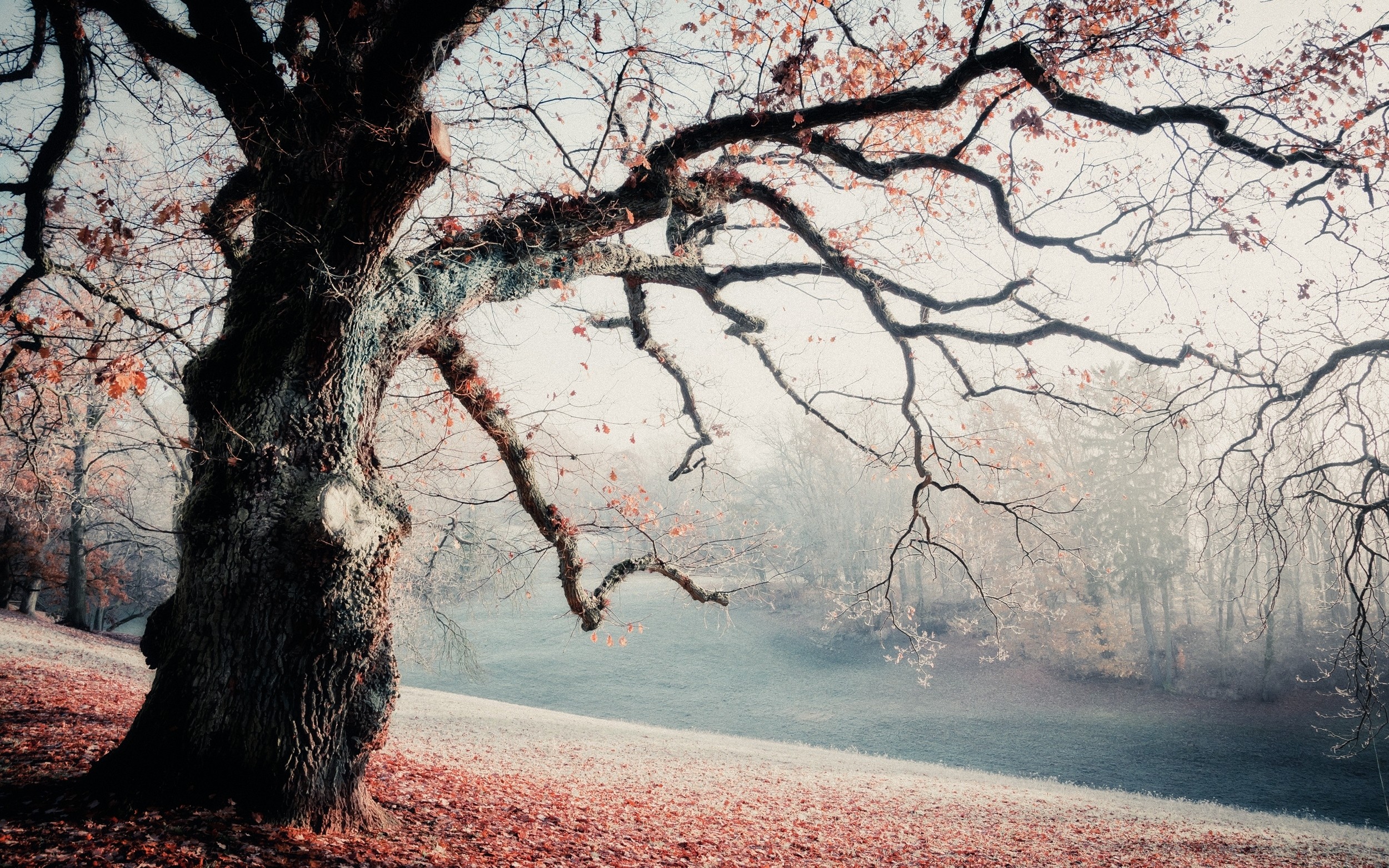 Misty autumn park with a large oak tree and fallen leaves HD Wallpaper
