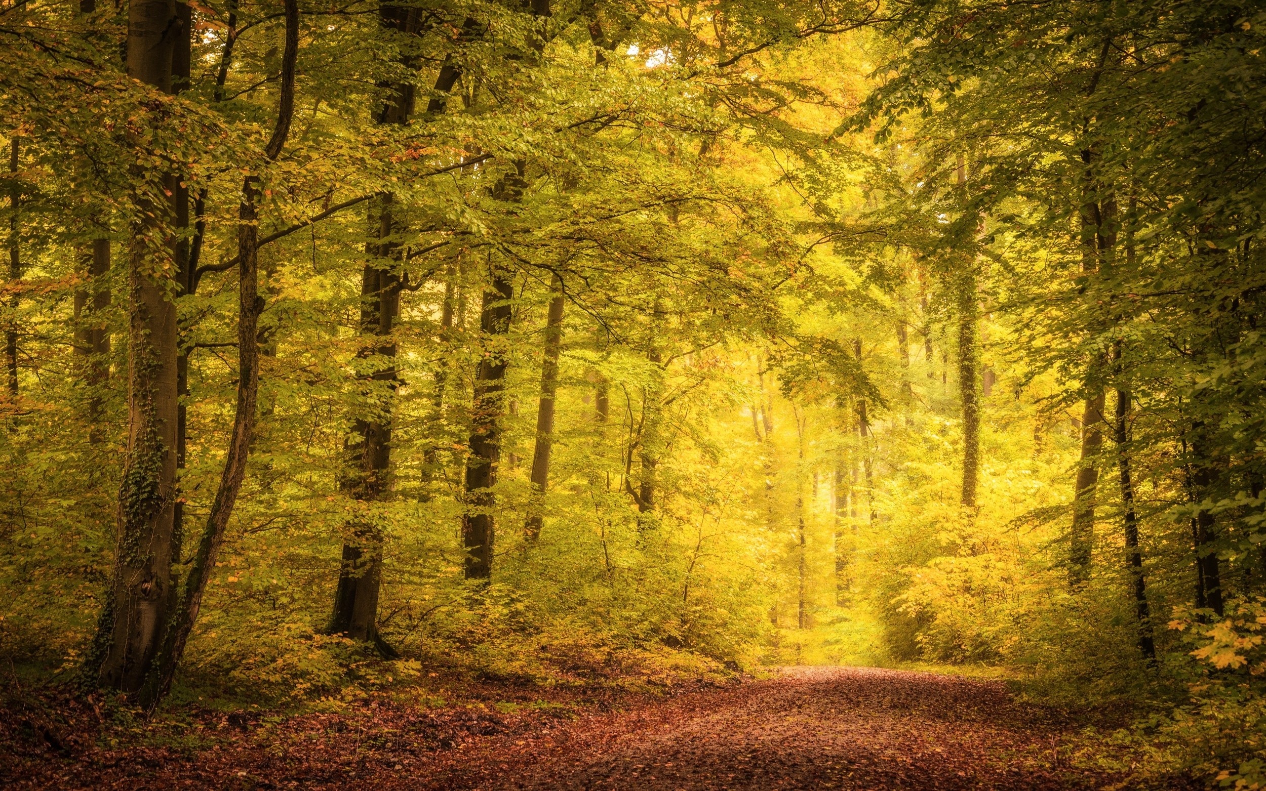 Autumn forest path bathed in golden sunlight HD Wallpaper