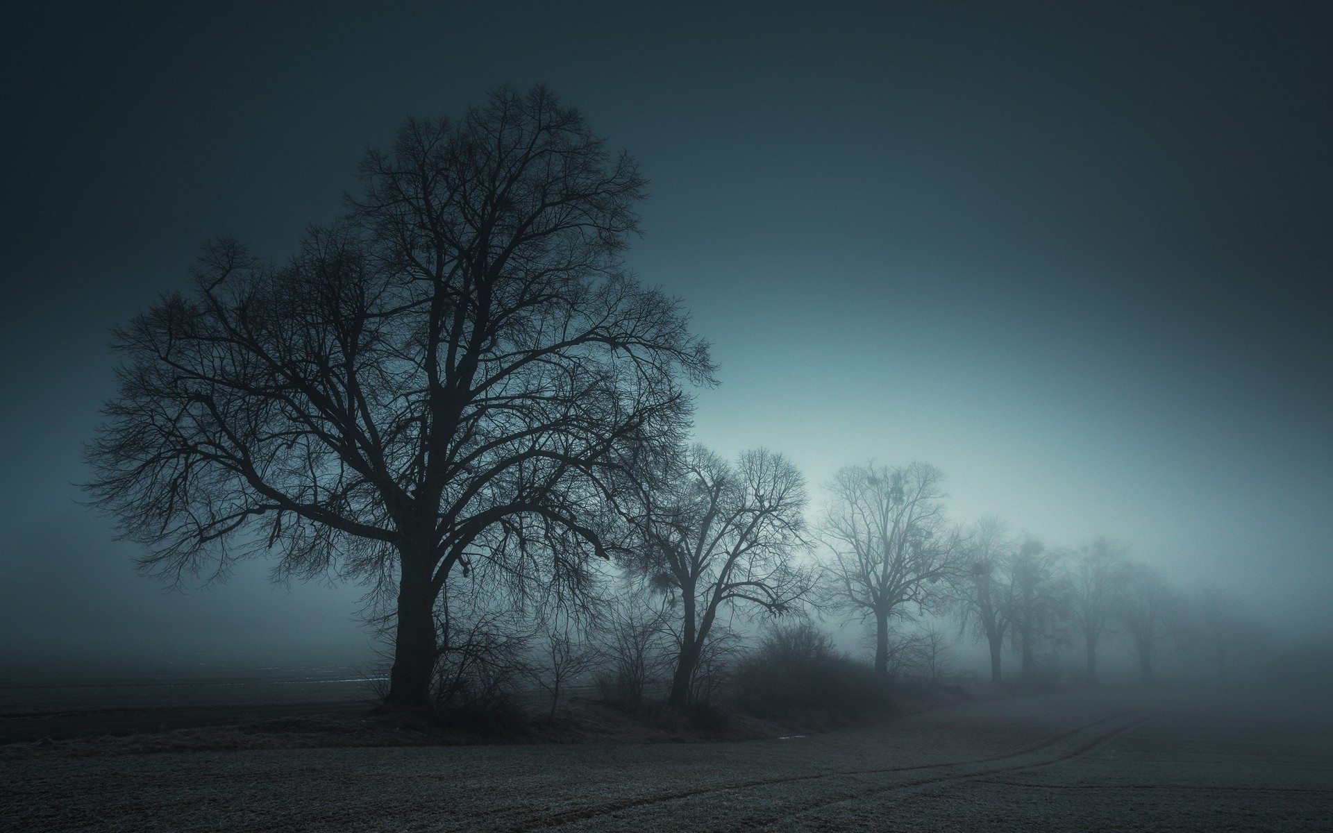 Misty landscape with silhouetted trees in a field HD Wallpaper