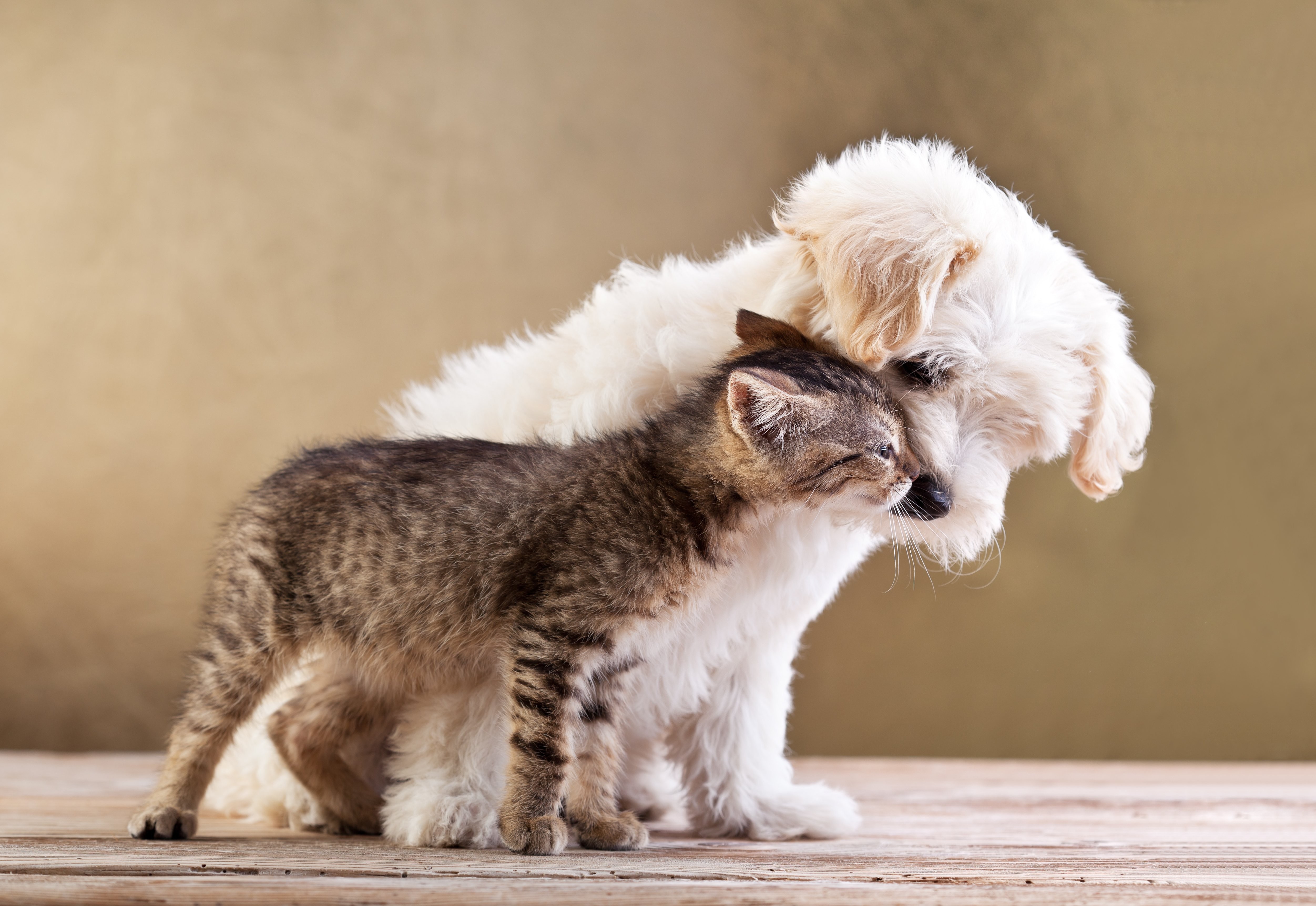 Kitten and puppy on a wooden surface HD Wallpaper