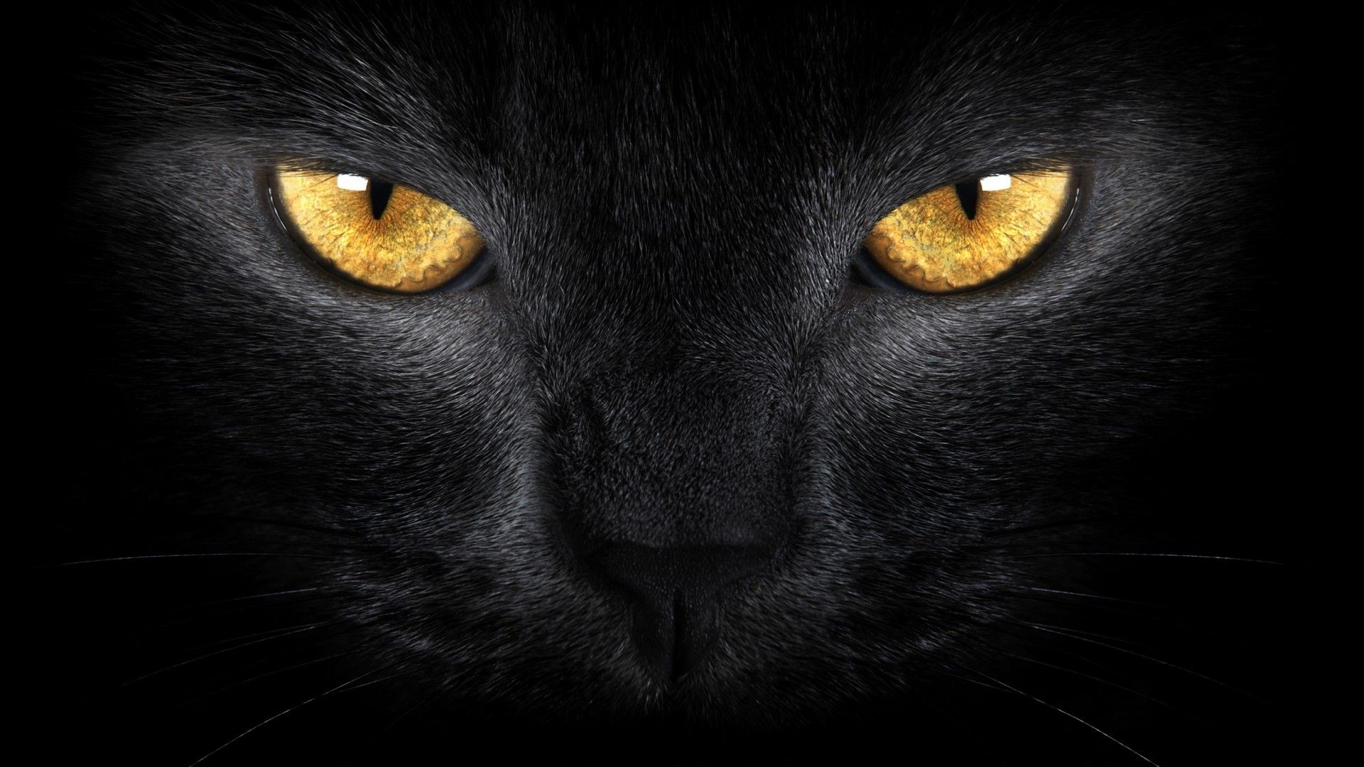 Close-up of a black cat's face with yellow eyes HD Wallpaper
