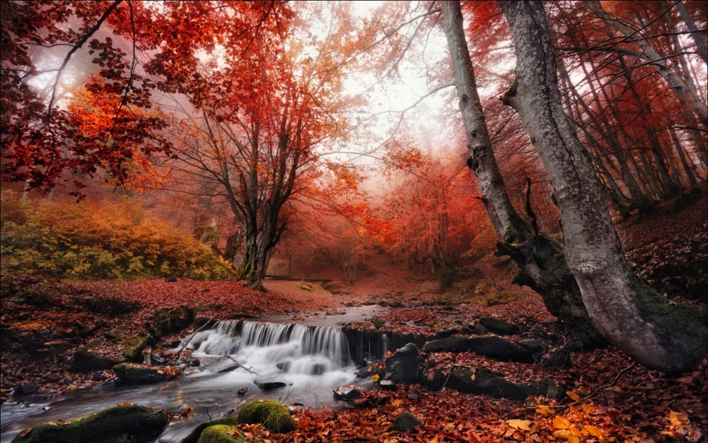 Autumn forest with red leaves and a creek HD Wallpaper