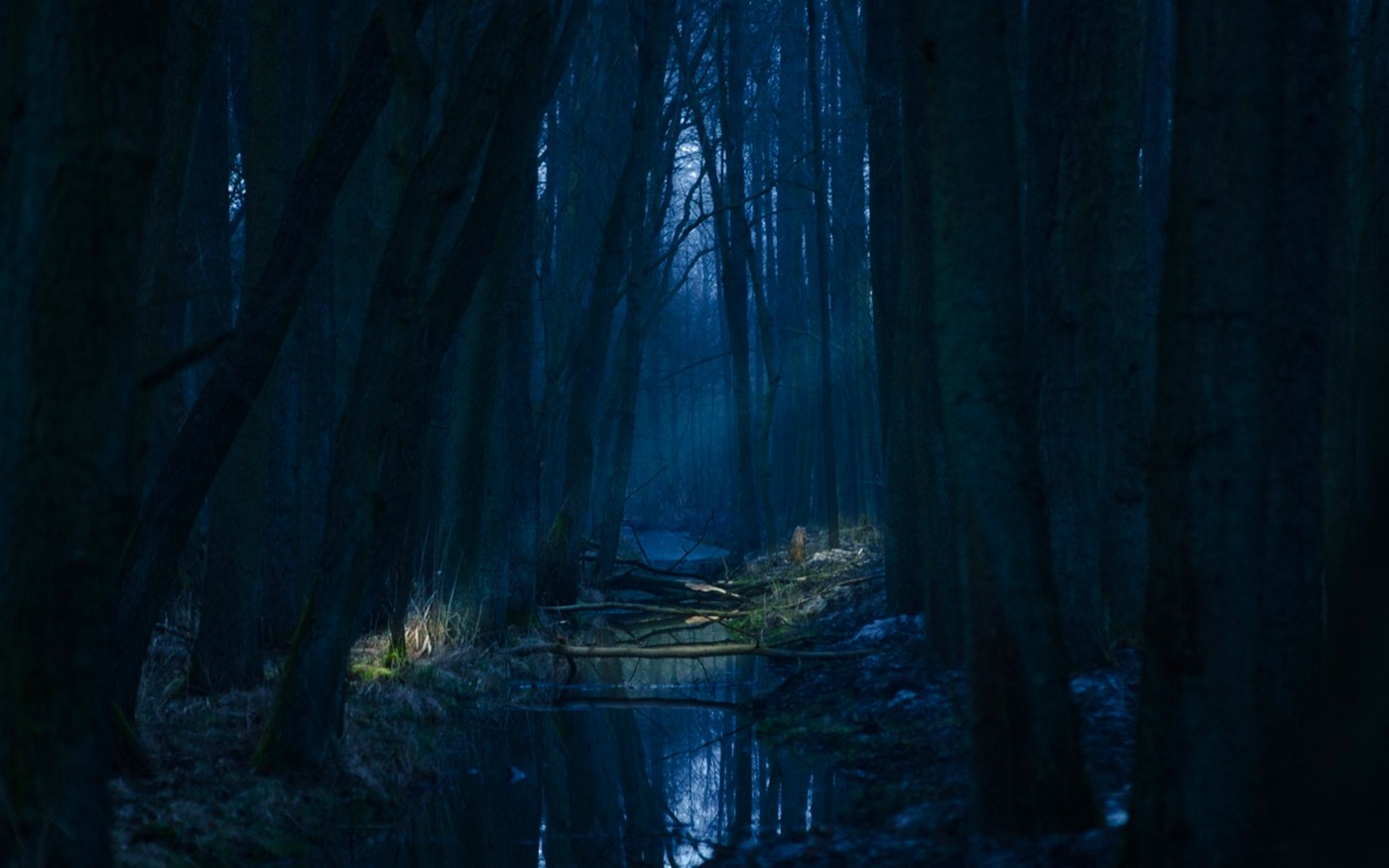 Dark forest with a stream and mist HD Wallpaper