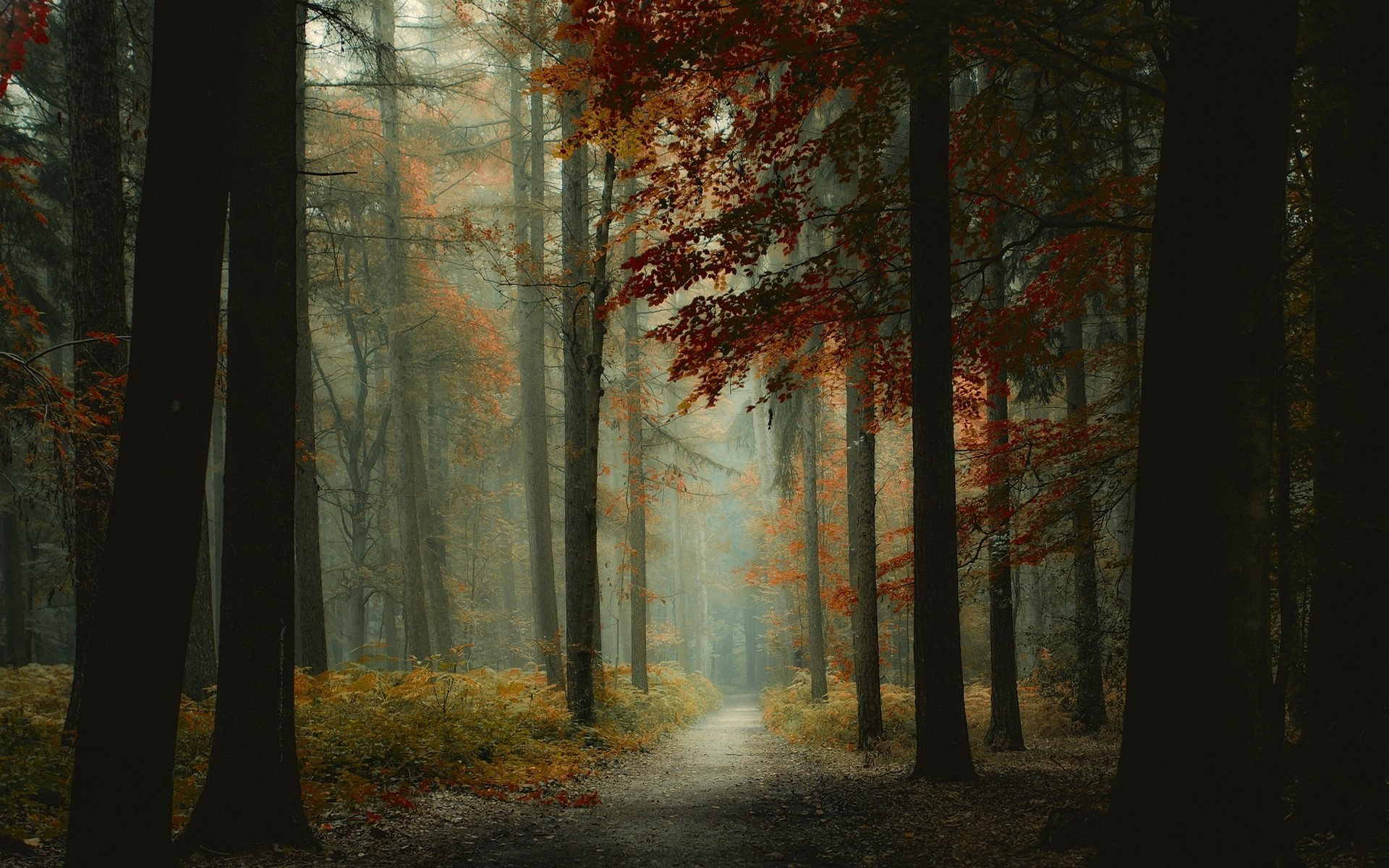 Misty forest path with autumn leaves HD Wallpaper