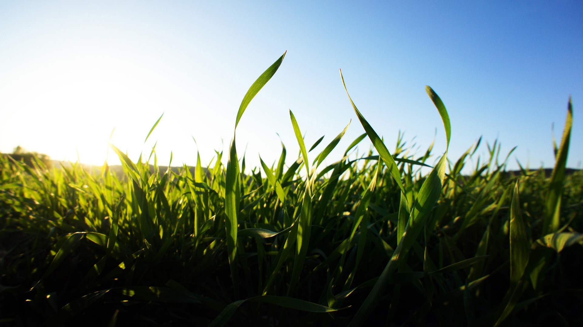 Green grass in the sun with a clear blue sky HD Wallpaper