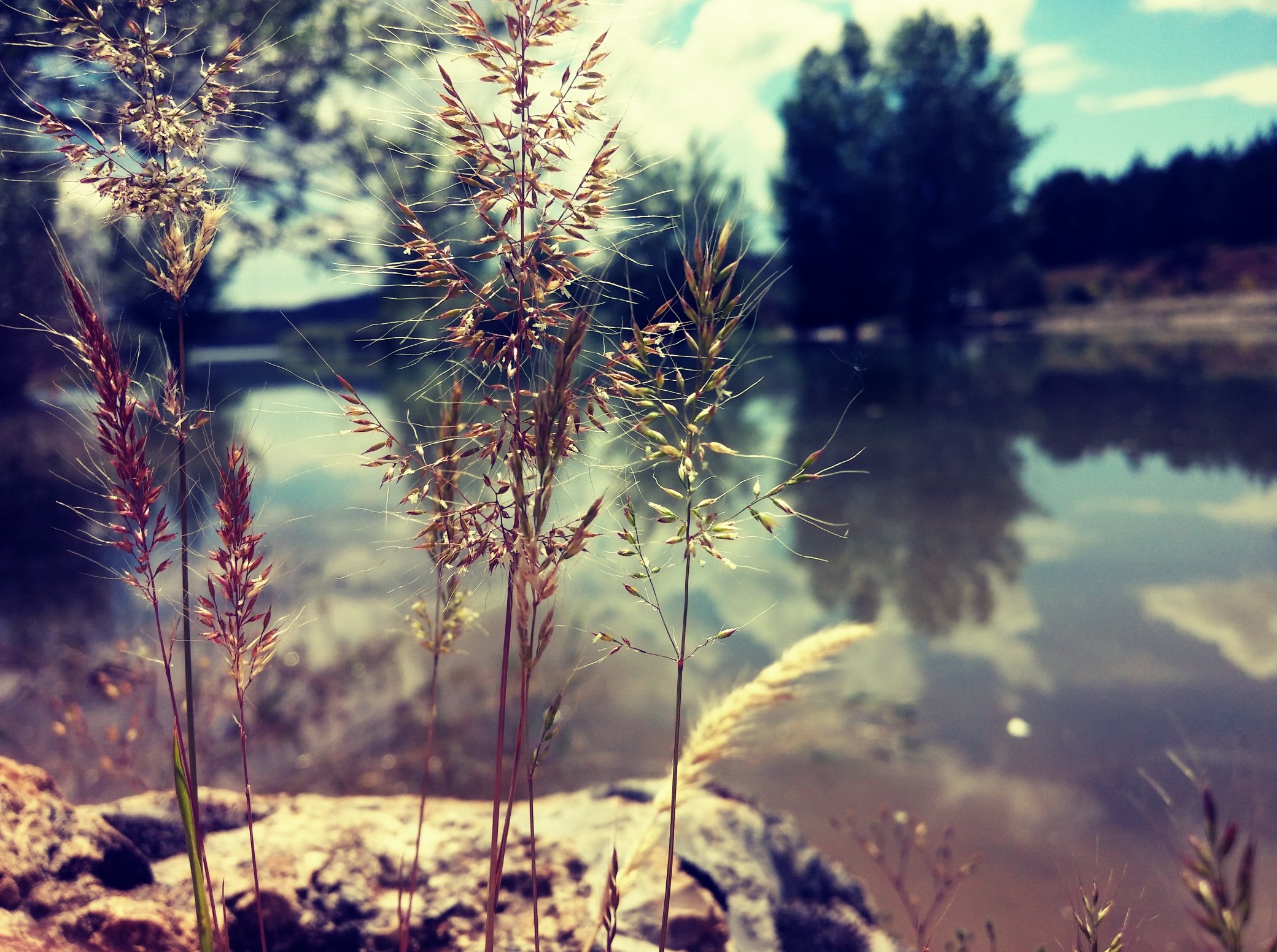 Grasses by a lake with trees in the background HD Wallpaper
