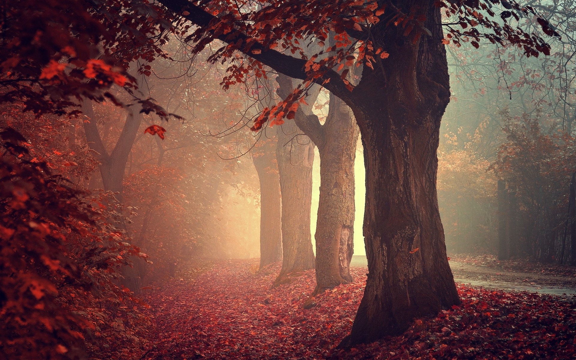 Misty autumn forest path with red leaves HD Wallpaper