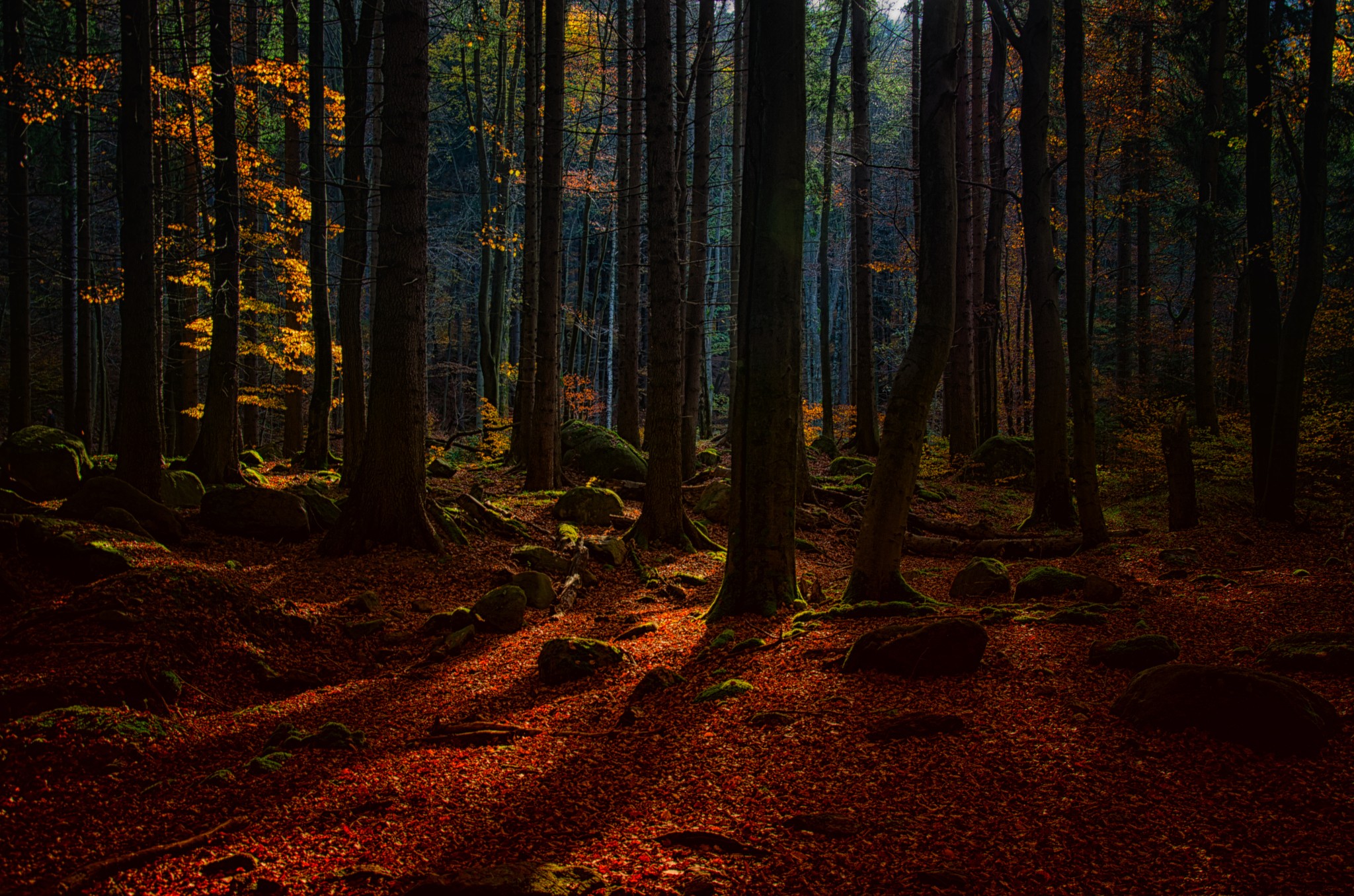 Sunlight filtering through trees in a forest with fallen leaves HD Wallpaper
