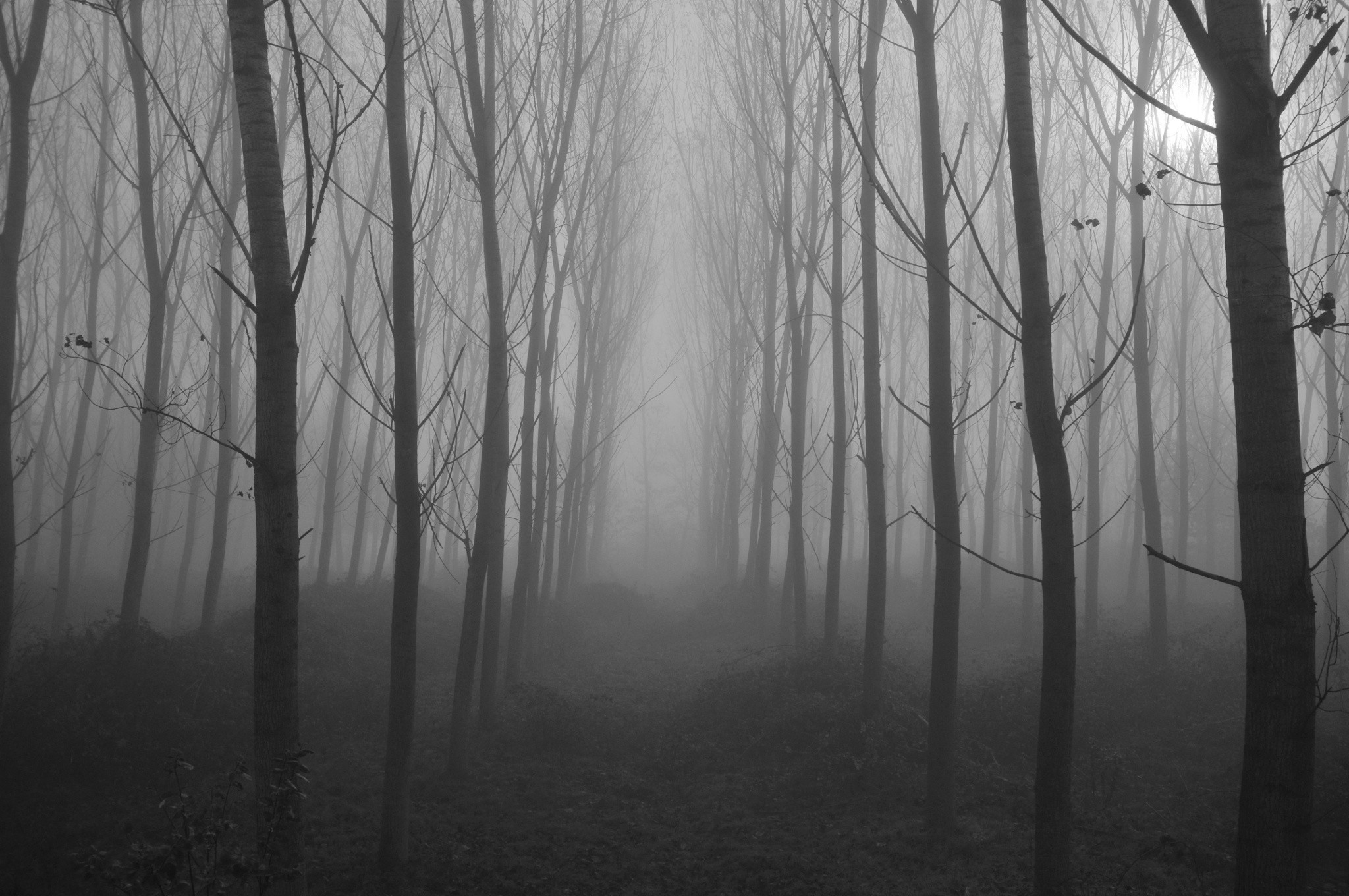 A foggy forest path with bare trees HD Wallpaper