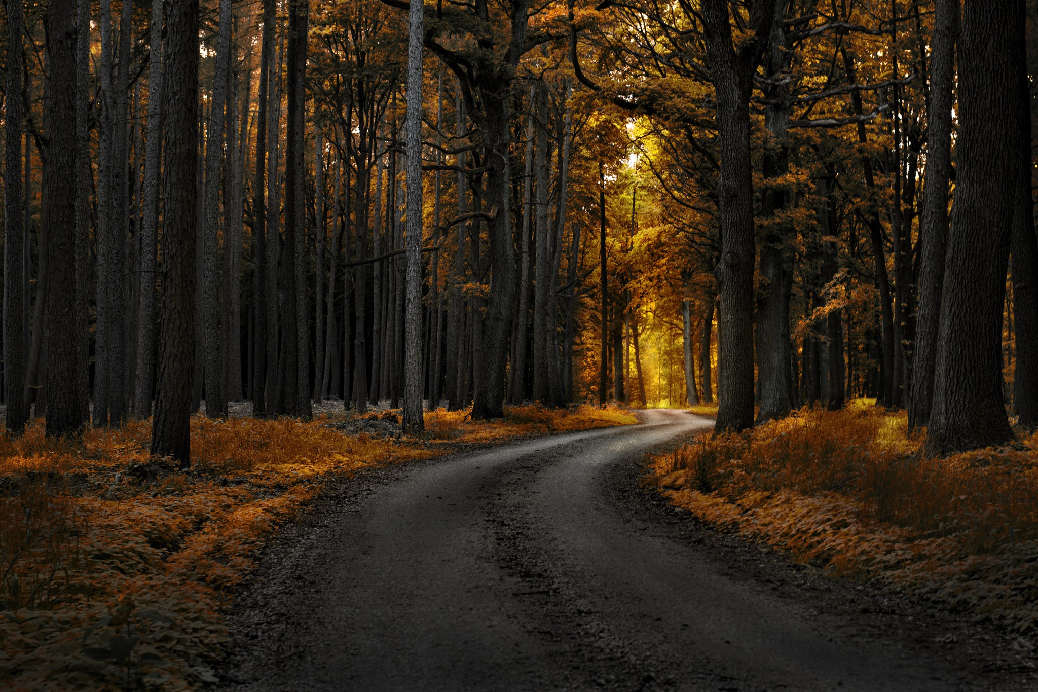 A winding road through an autumn forest HD Wallpaper