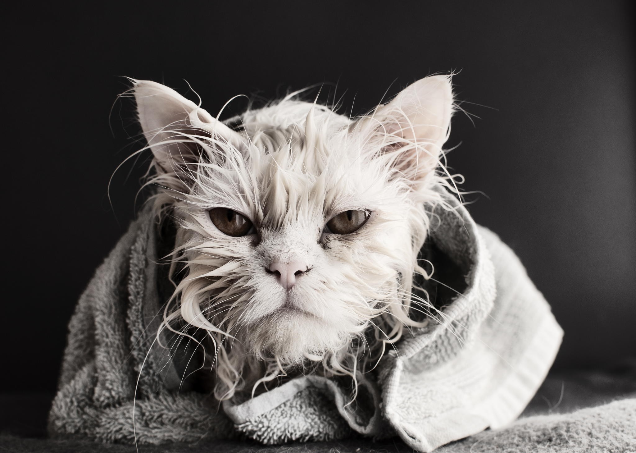 Wet cat wrapped in a towel HD Wallpaper