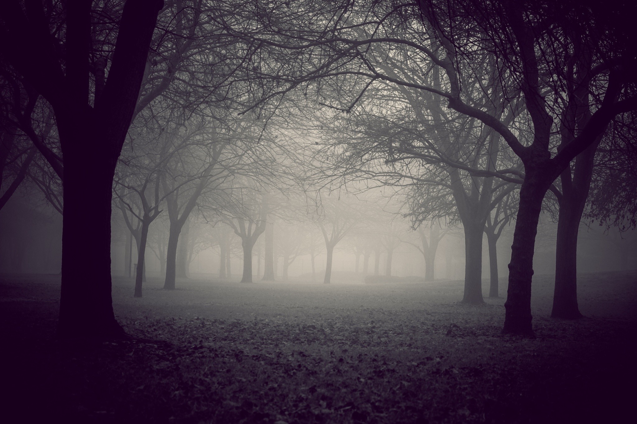 Misty forest with bare trees and fallen leaves HD Wallpaper