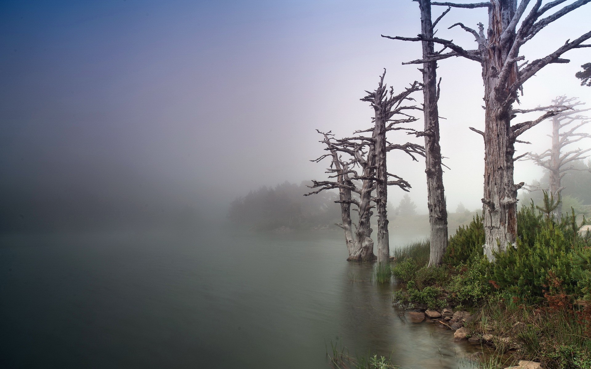 Dead trees in mist by a lake HD Wallpaper