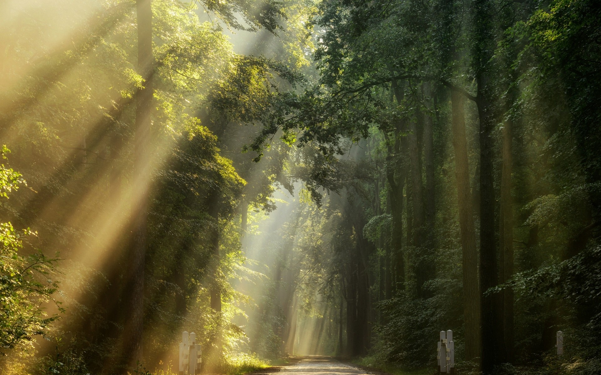 Sun rays filtering through trees onto a forest road HD Wallpaper