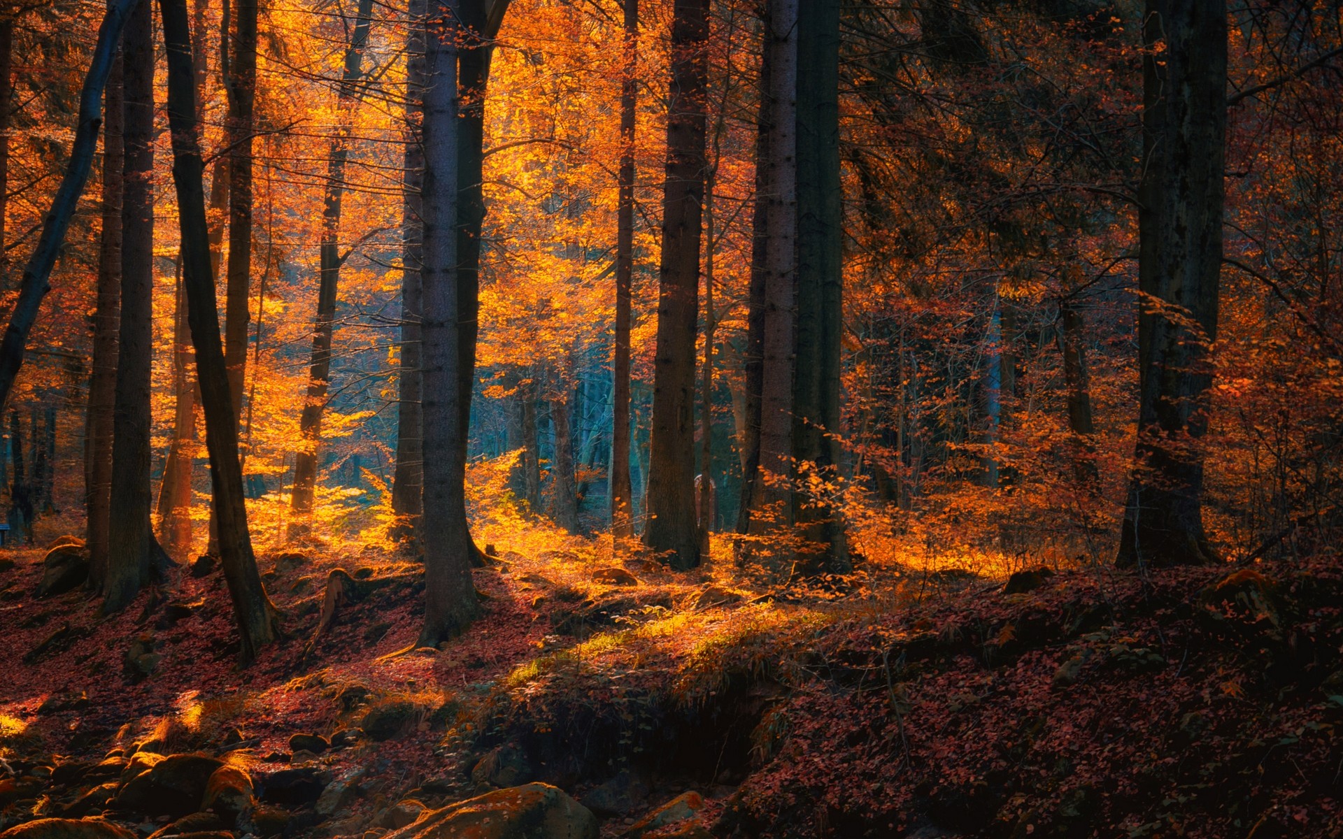 Sunlight filtering through autumn trees in a forest HD Wallpaper