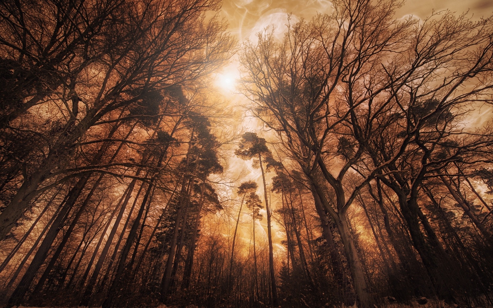 Bare trees in a misty forest with sunlight HD Wallpaper