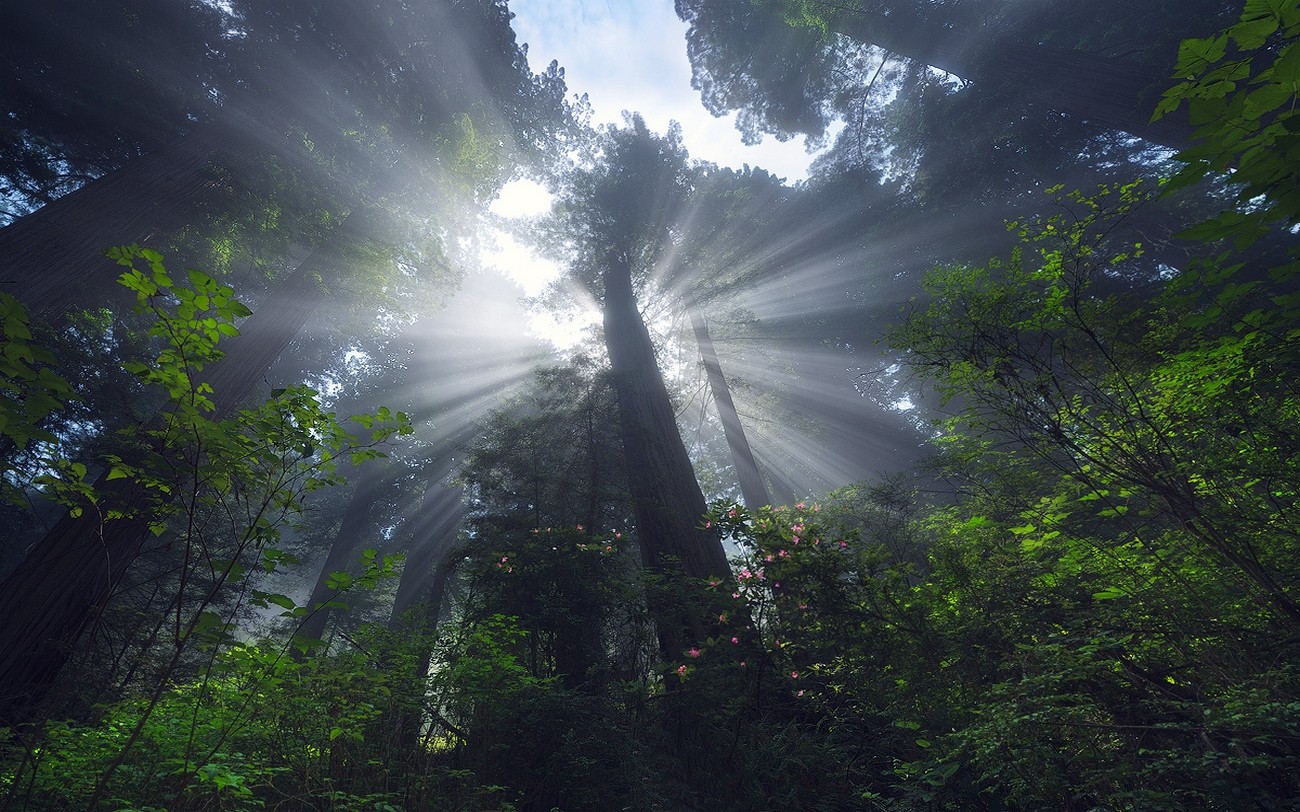 Sun rays filtering through redwood trees in a forest HD Wallpaper