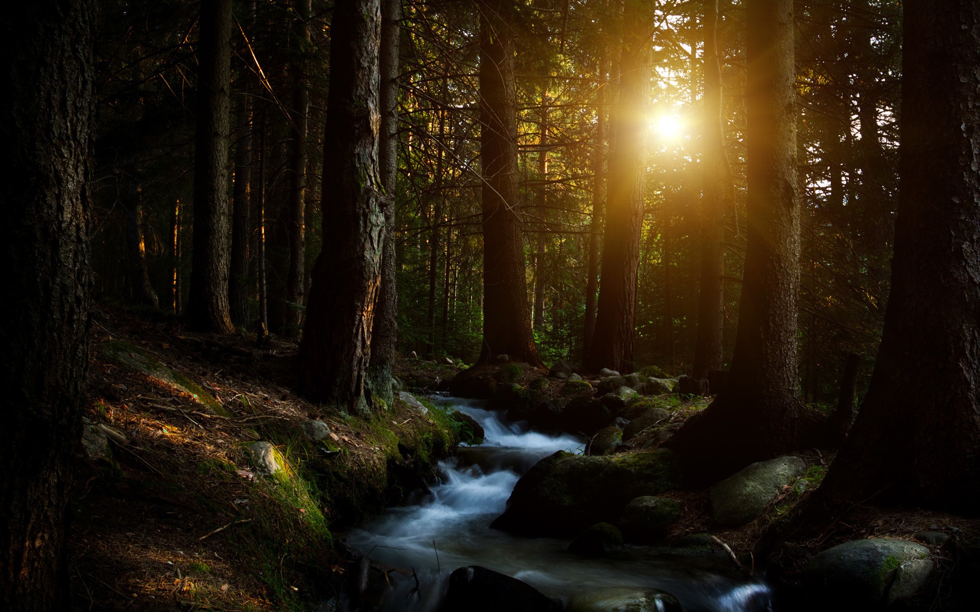 Sunlight streams through a forest onto a flowing stream HD Wallpaper