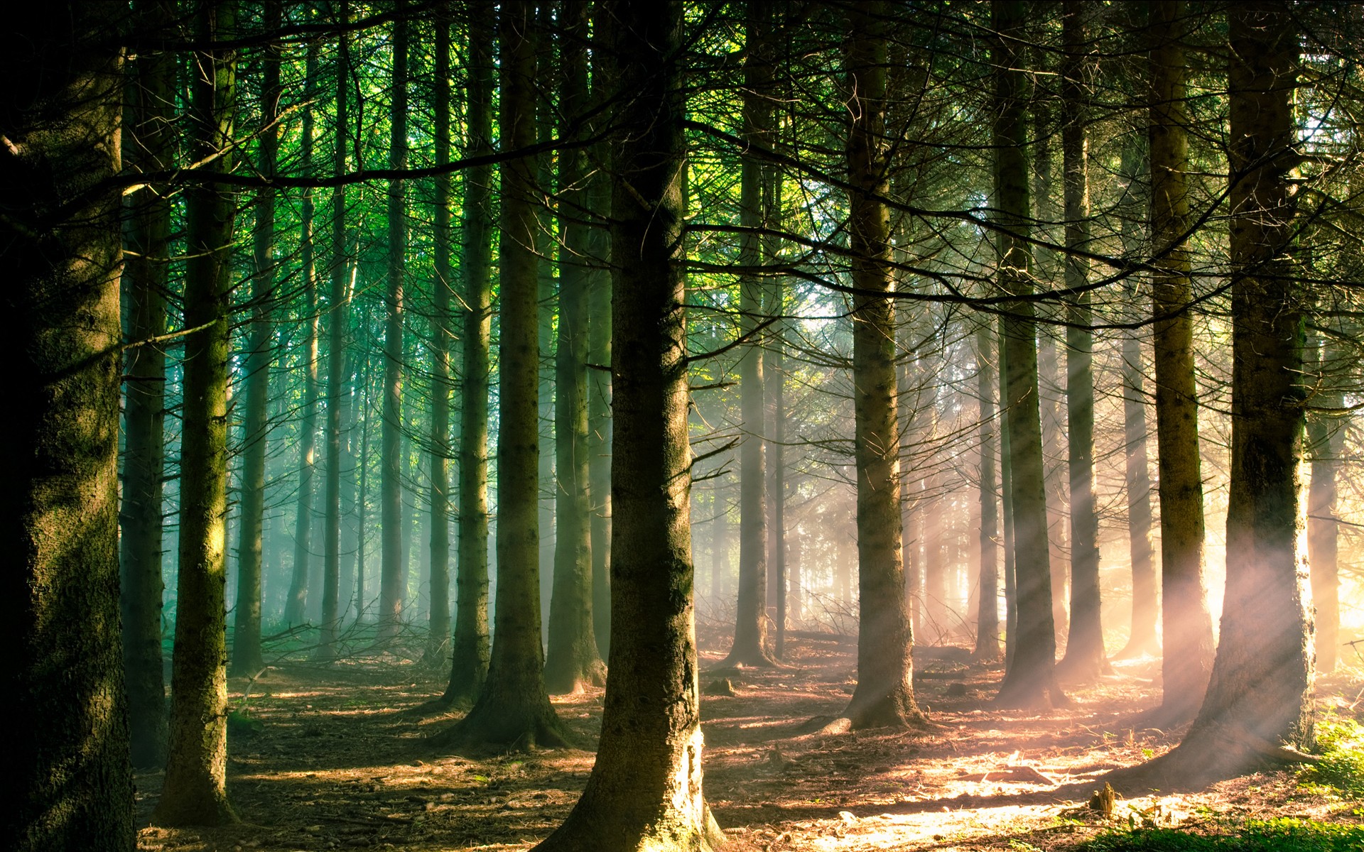 Sun rays filtering through a dense pine forest HD Wallpaper