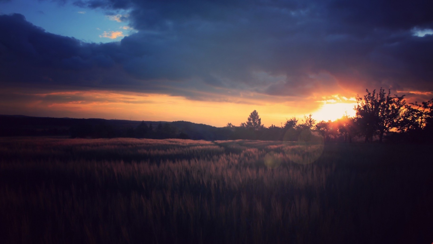 Sunset over a field with trees HD Wallpaper