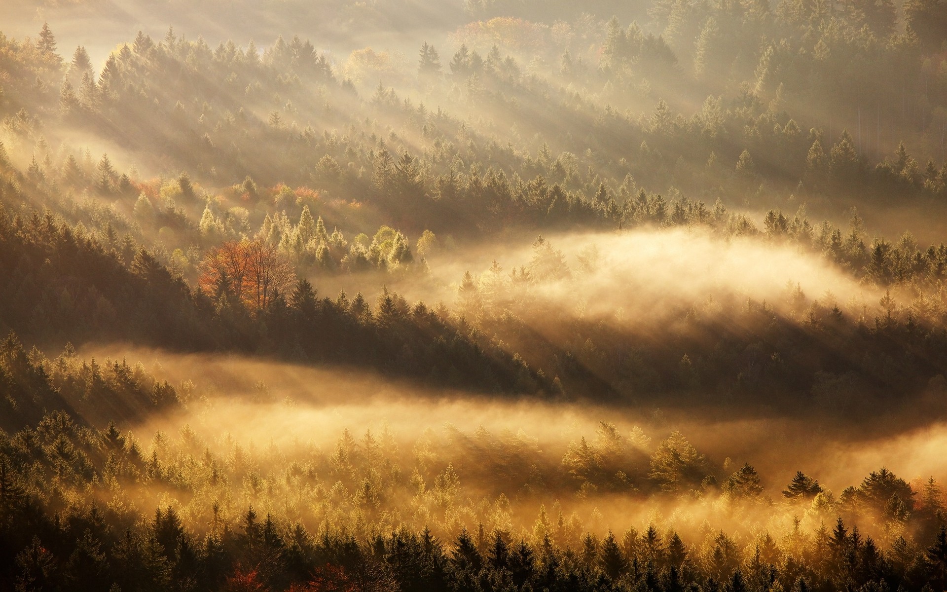 Sun rays piercing through mist in a forest landscape HD Wallpaper