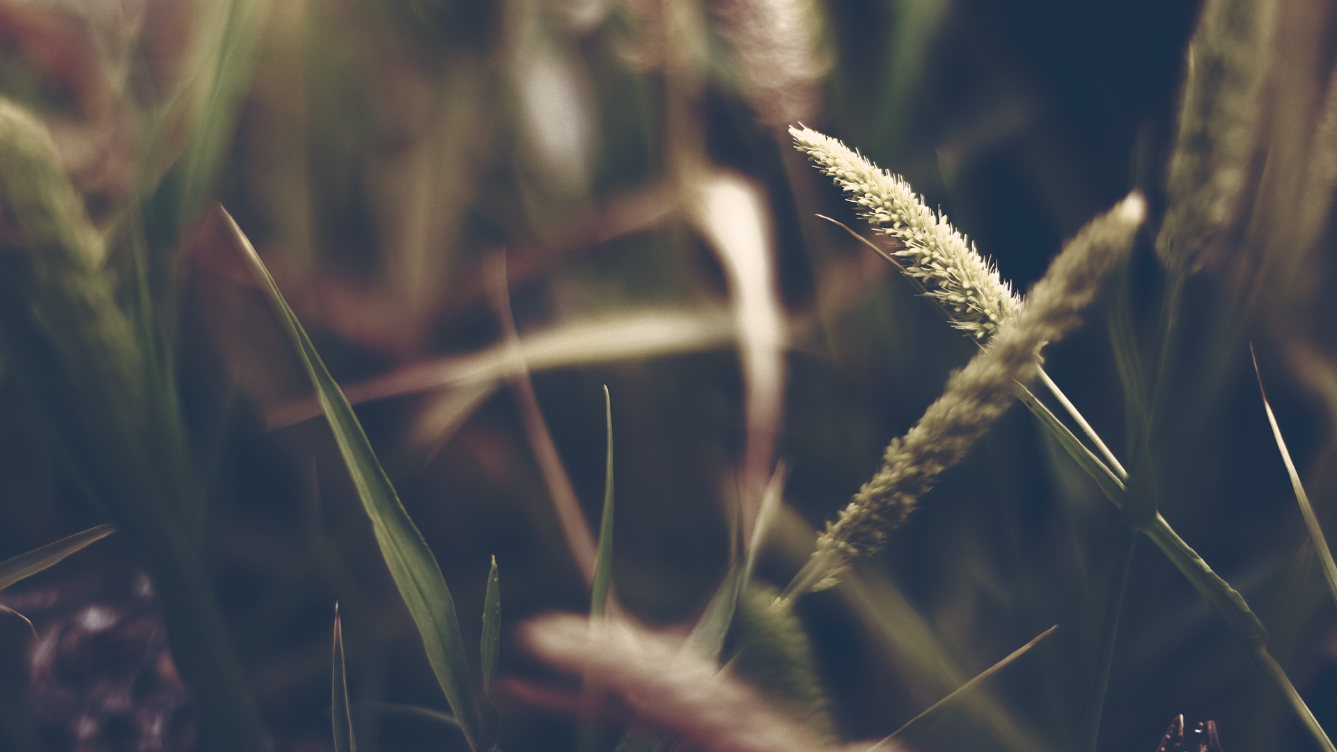 Close-up of grass with shallow depth of field HD Wallpaper