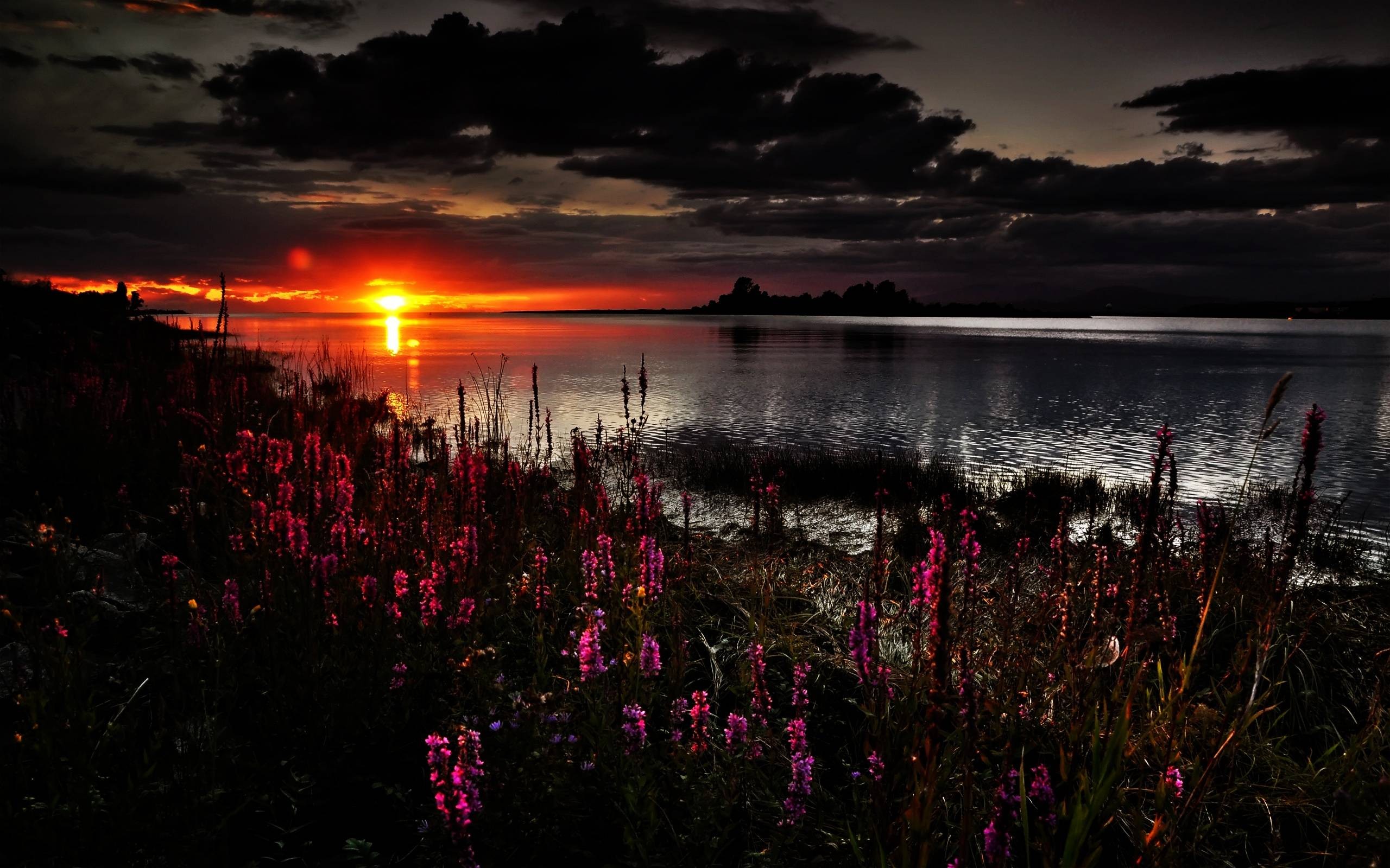 Sunset over a lake with flowers in the foreground HD Wallpaper
