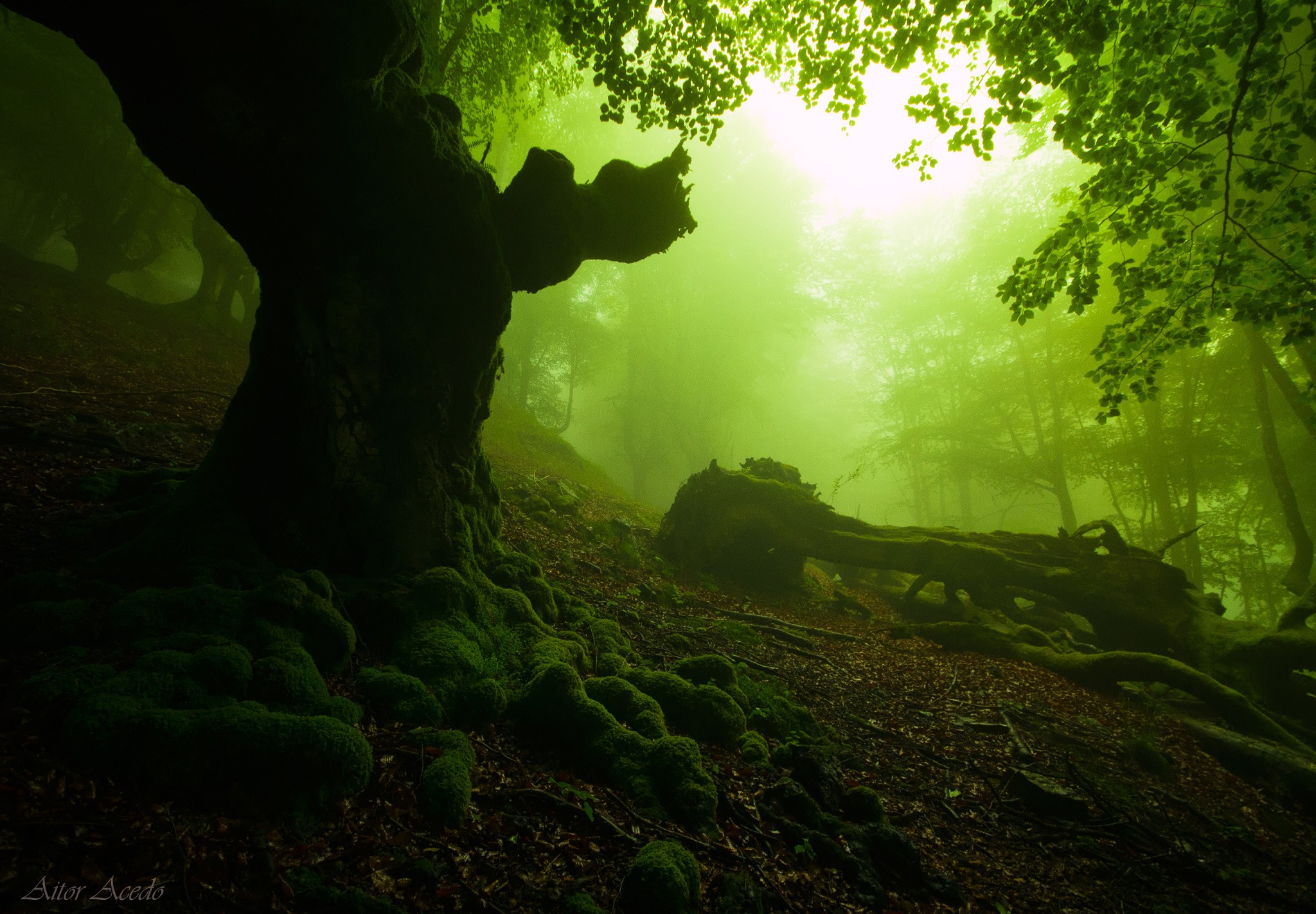 Misty green forest with moss-covered trees and fallen logs HD Wallpaper