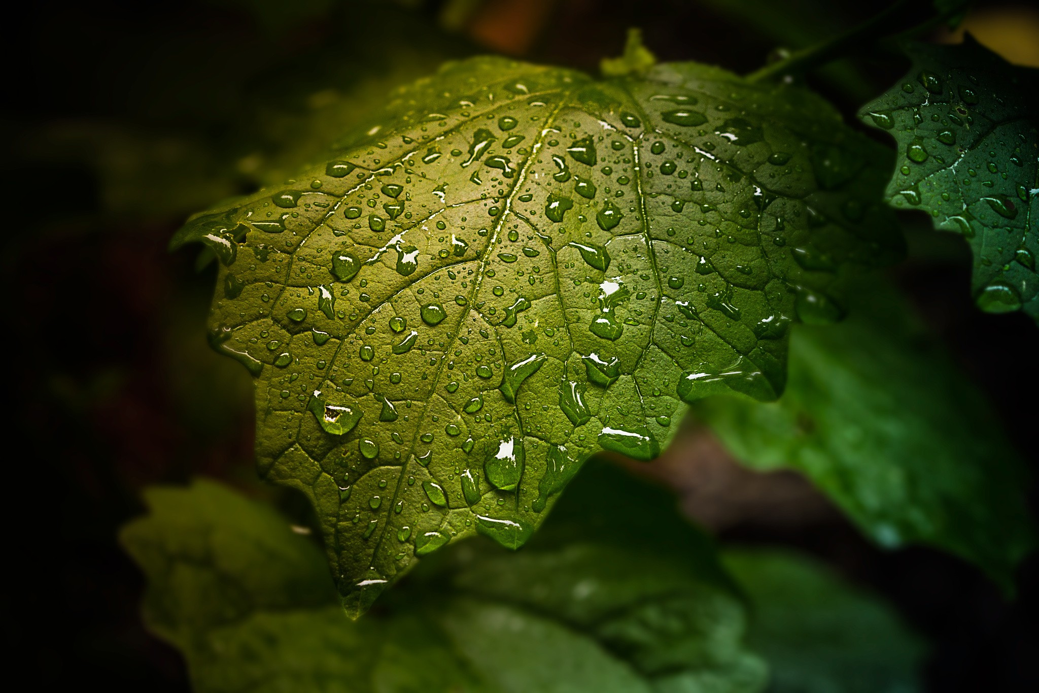 Green leaf with water droplets after rain HD Wallpaper