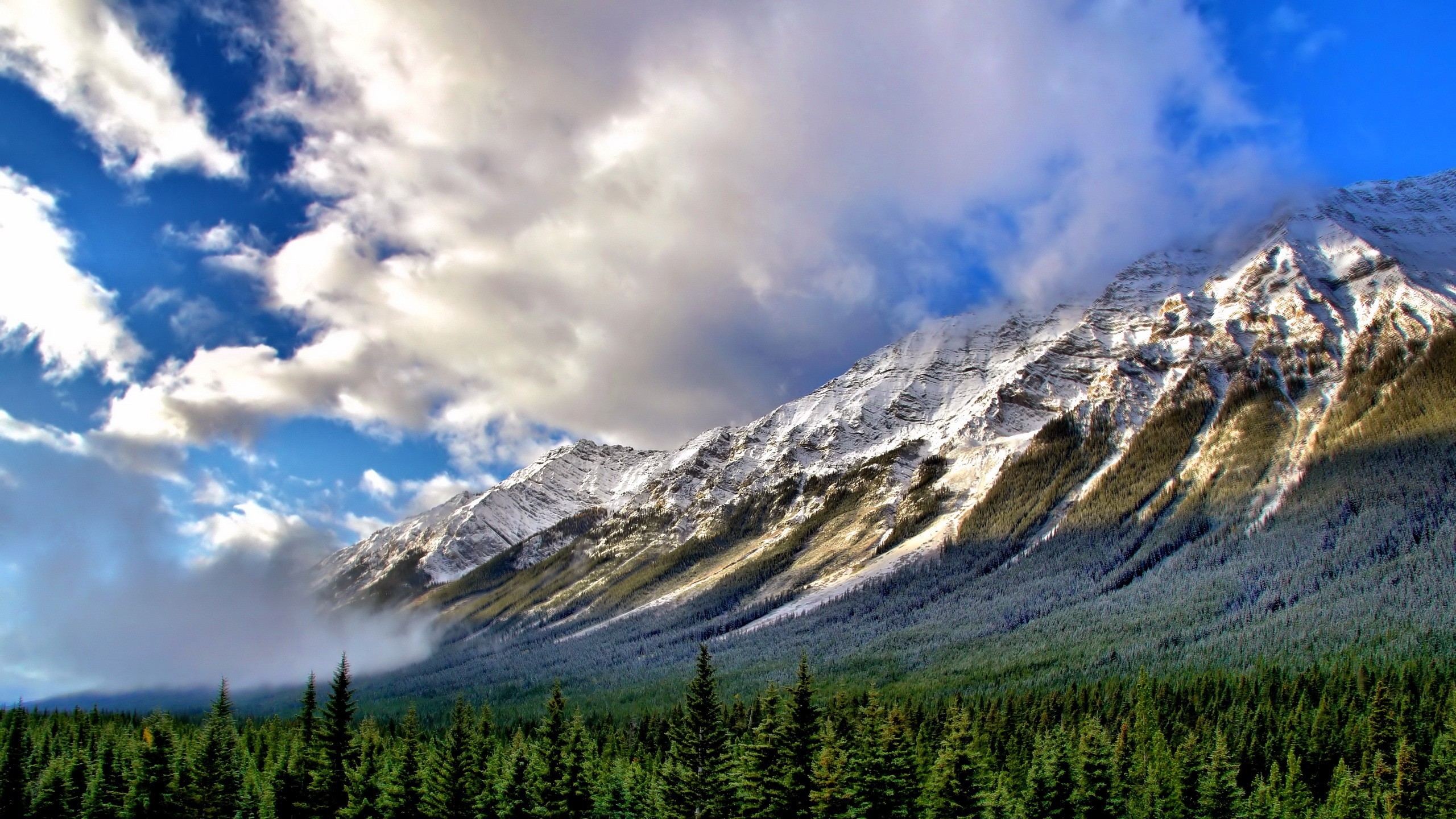 Snow-capped mountains above a dense forest HD Wallpaper