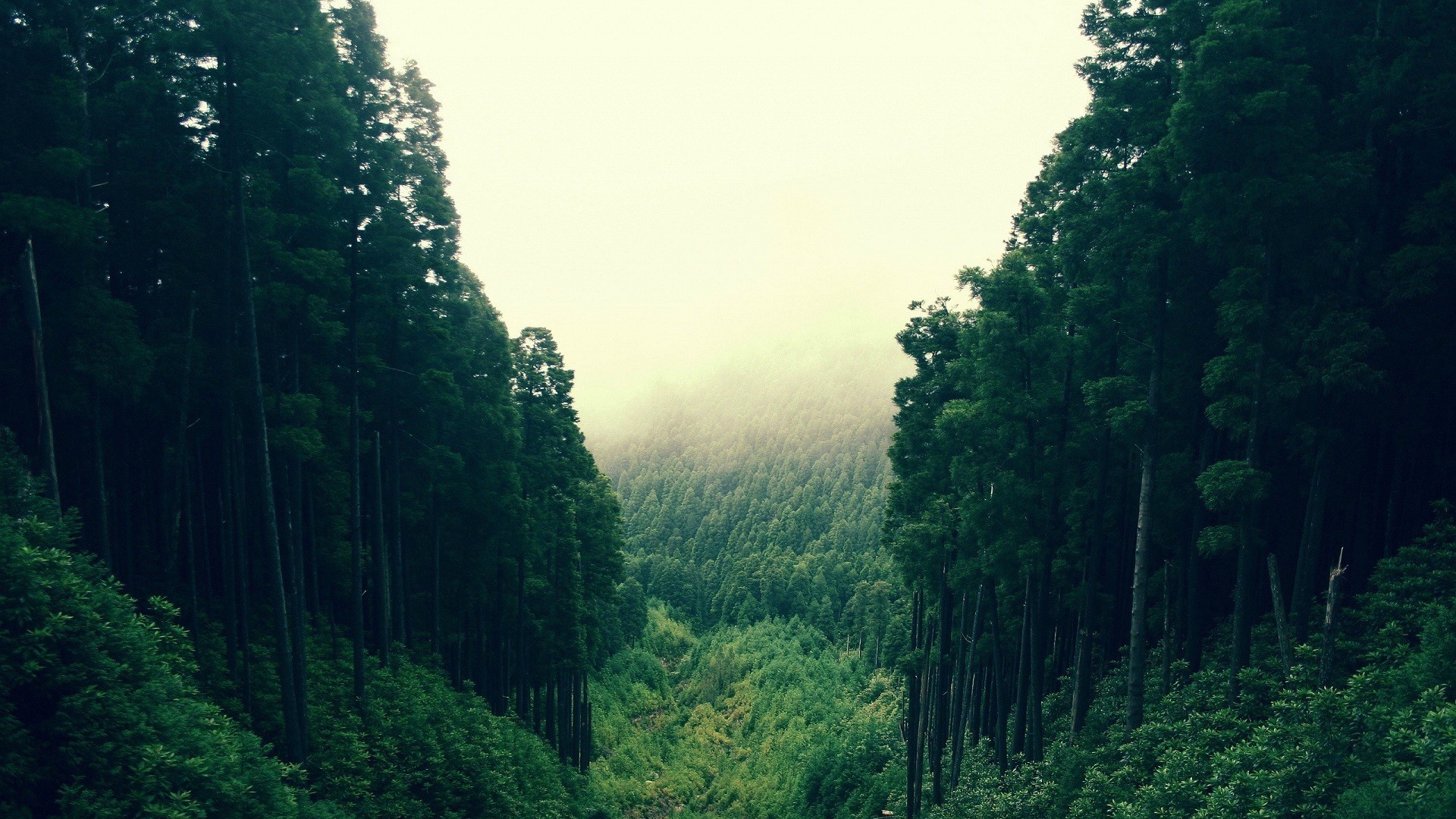 Dense forest with a valley in the distance HD Wallpaper