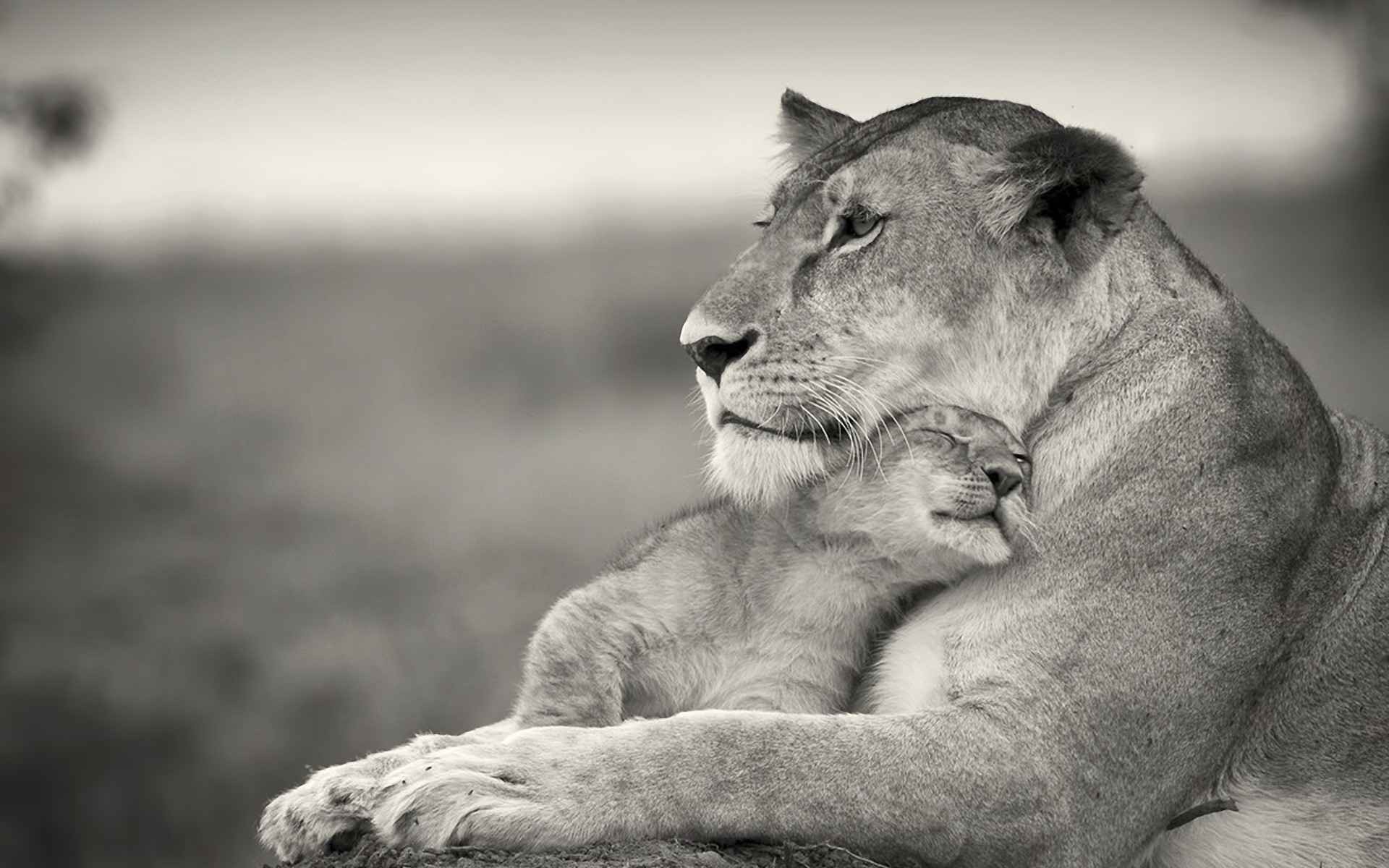 Mother lion hugging her cub HD Wallpaper